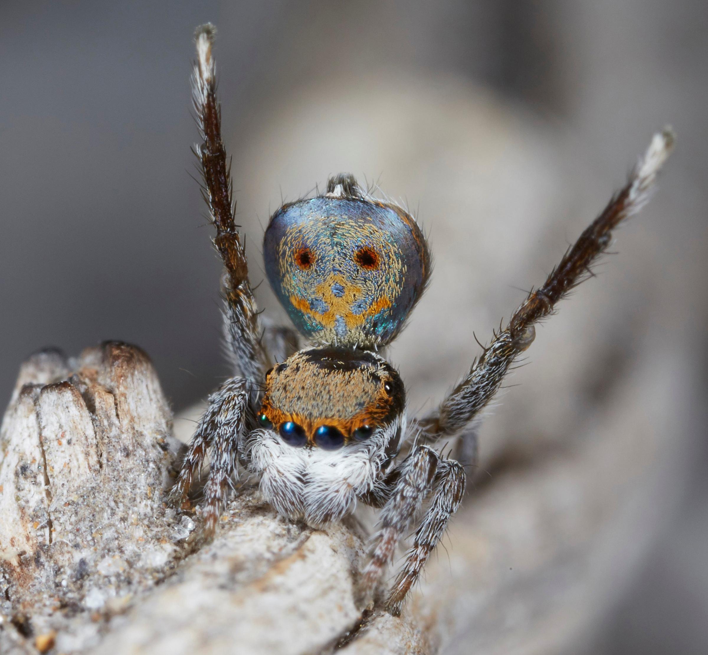 A specimen of the newly-discovered Australian Peacock Spider, Maratus Vultus, shows off his colourful abdomen in this undated picture from Australia