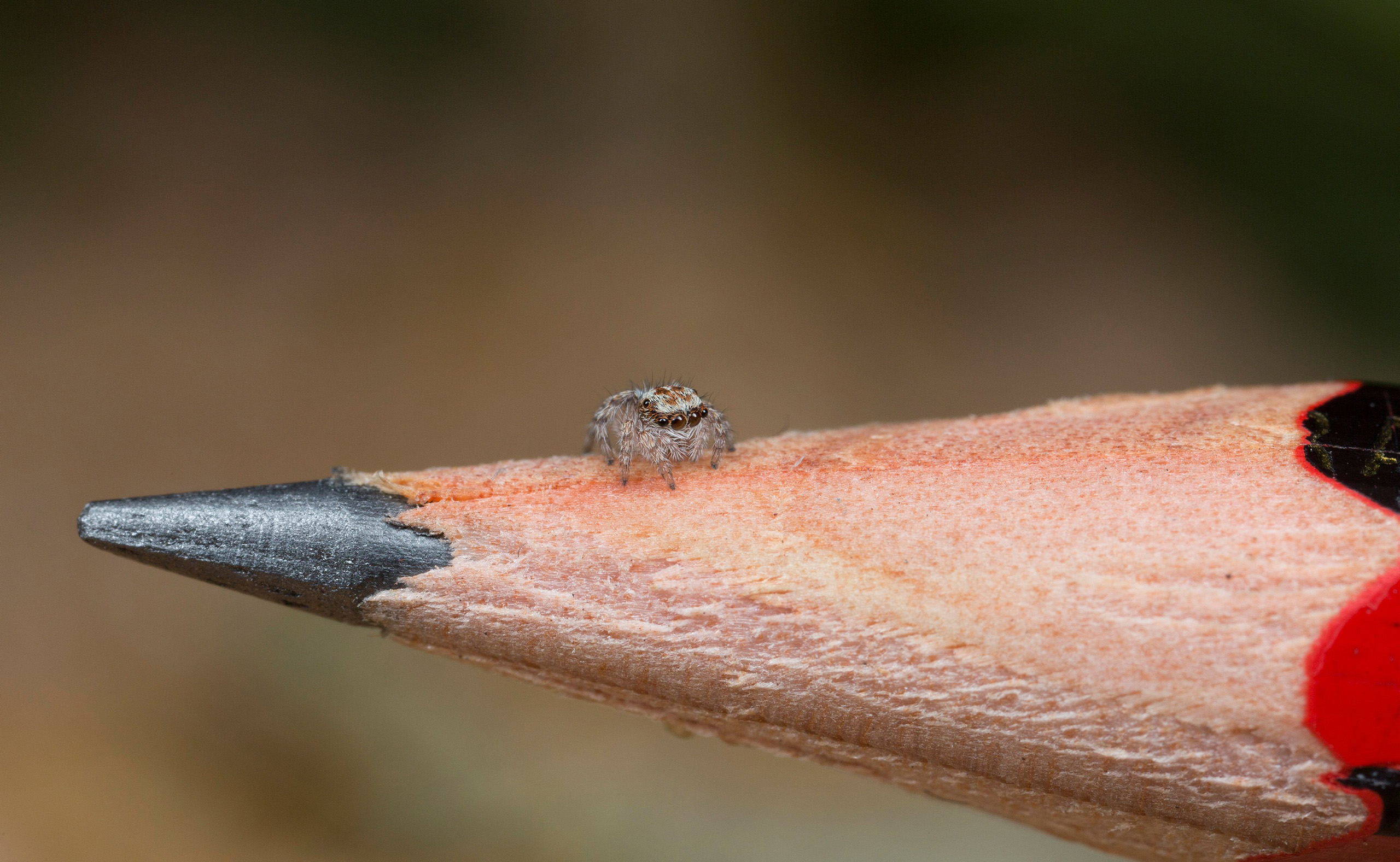 A juvenile specimen of the recently-discovered Australian Peacock spider, Maratus Albus, sits on the nib of a pencil in Western Australia's Nuytsland Nature Reserve.