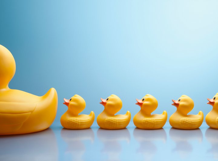 Mother rubber duck leading several rubber ducklings