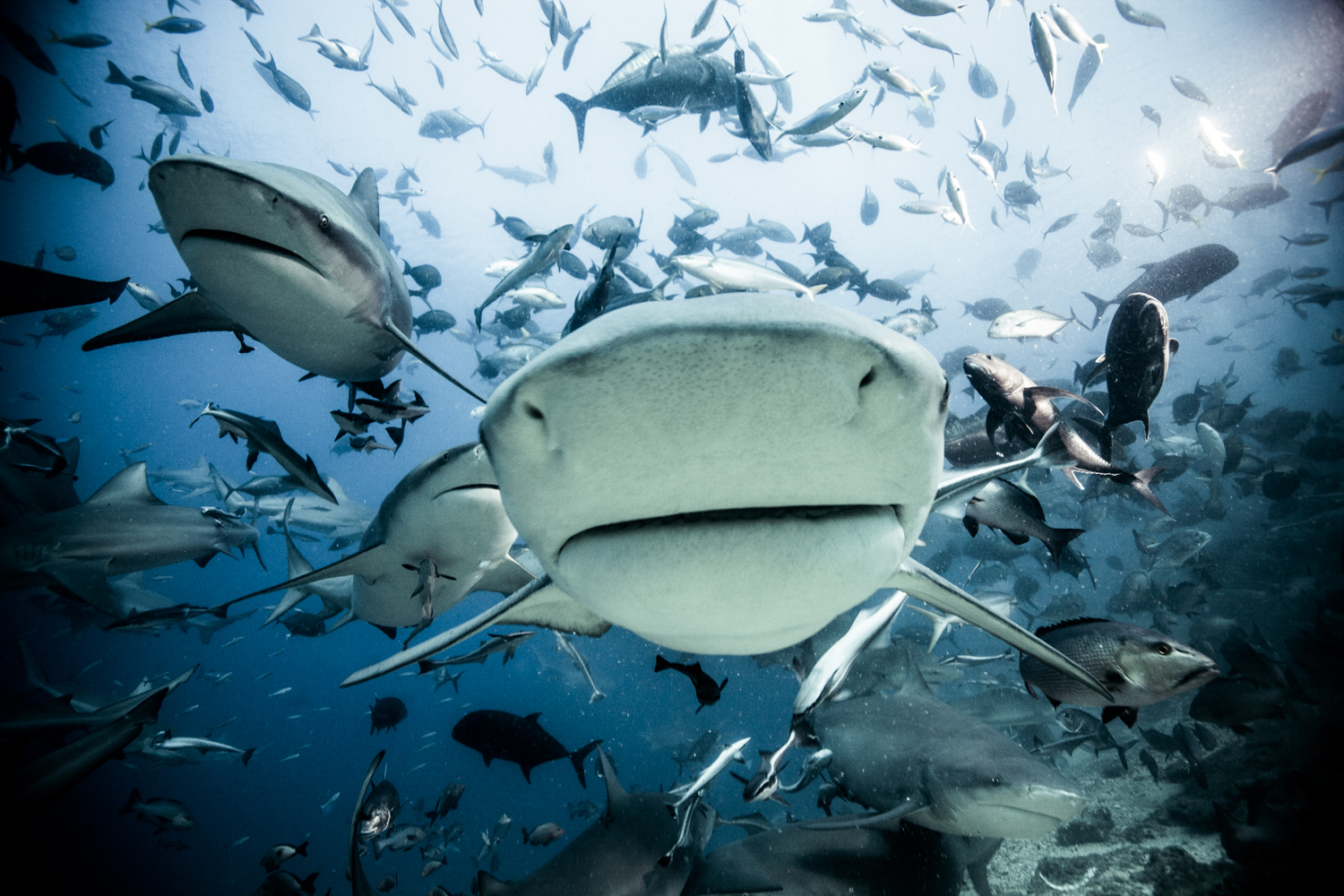 SHARKS. Face-to-Face with the Ocean's Endangered Predator