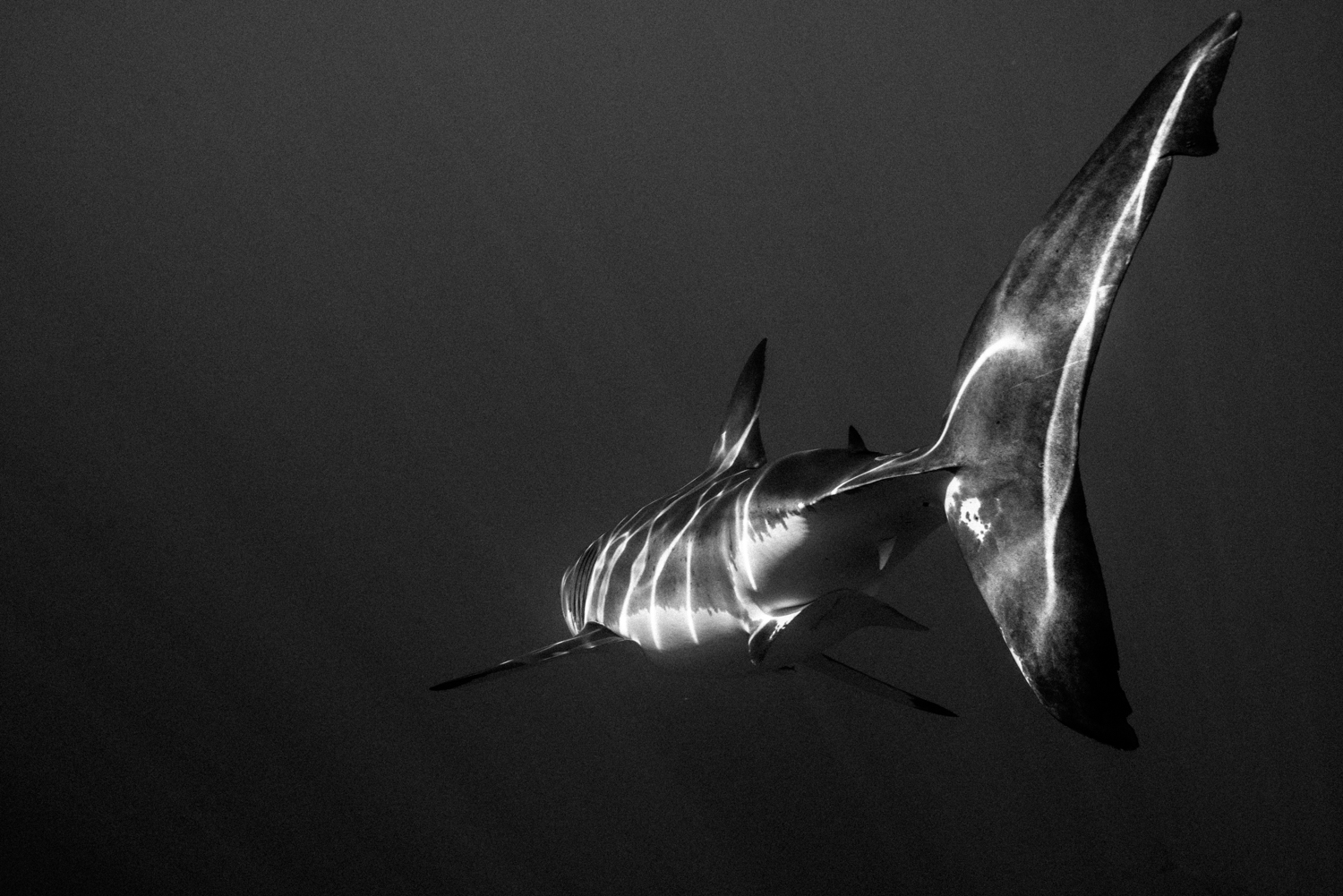 Great white, Guadalupe Island, Oct. 2015