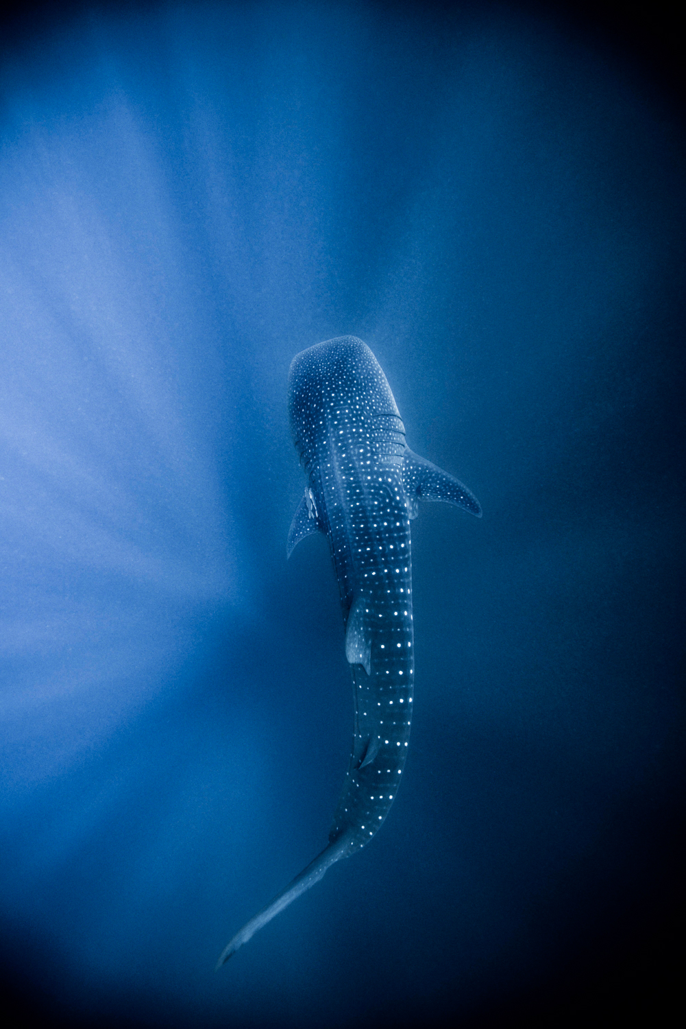 Whale shark, Isla Mujeres, Mexico, April 2014
