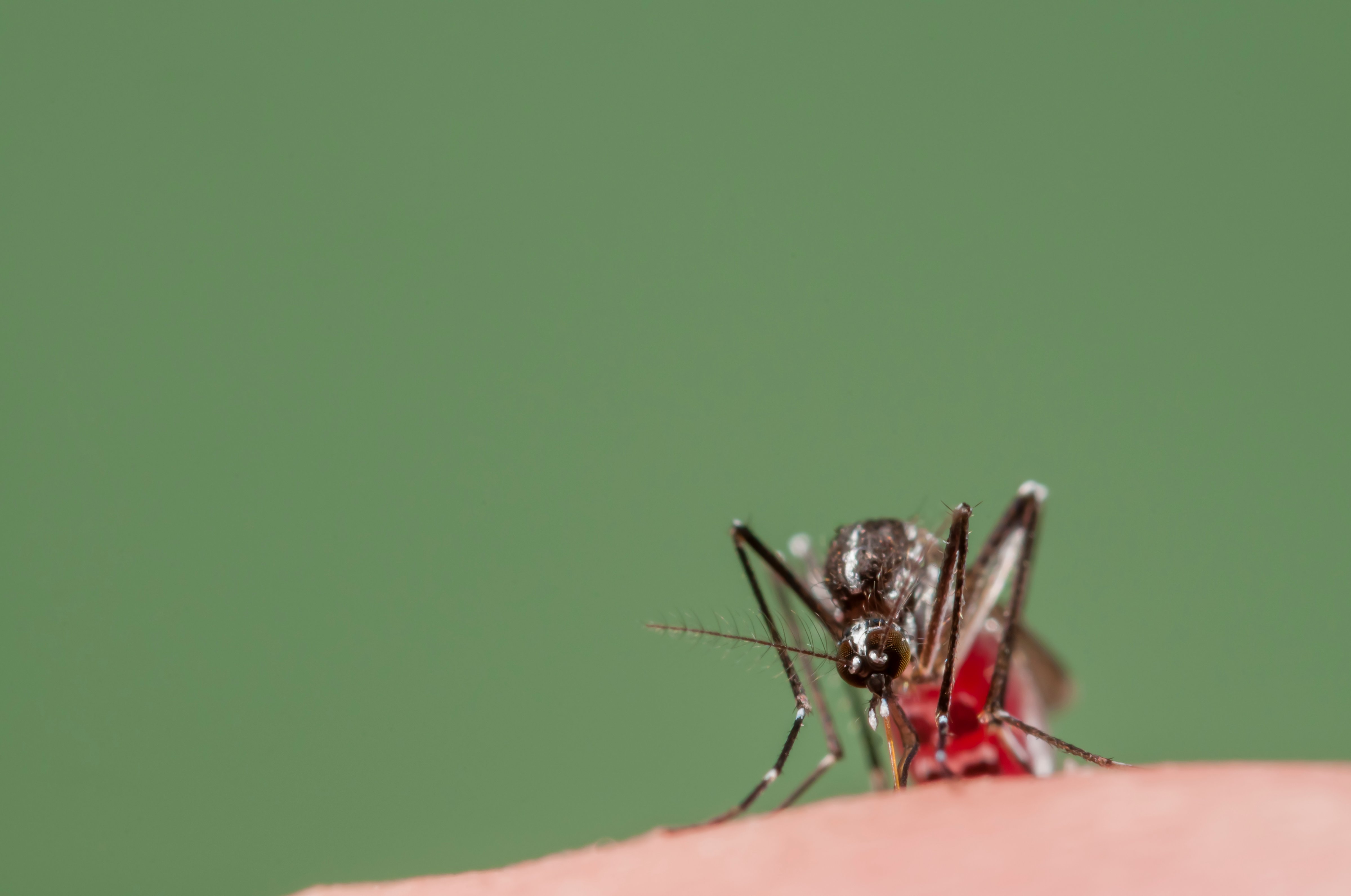 Asian Tiger Mosquito biting, Spain