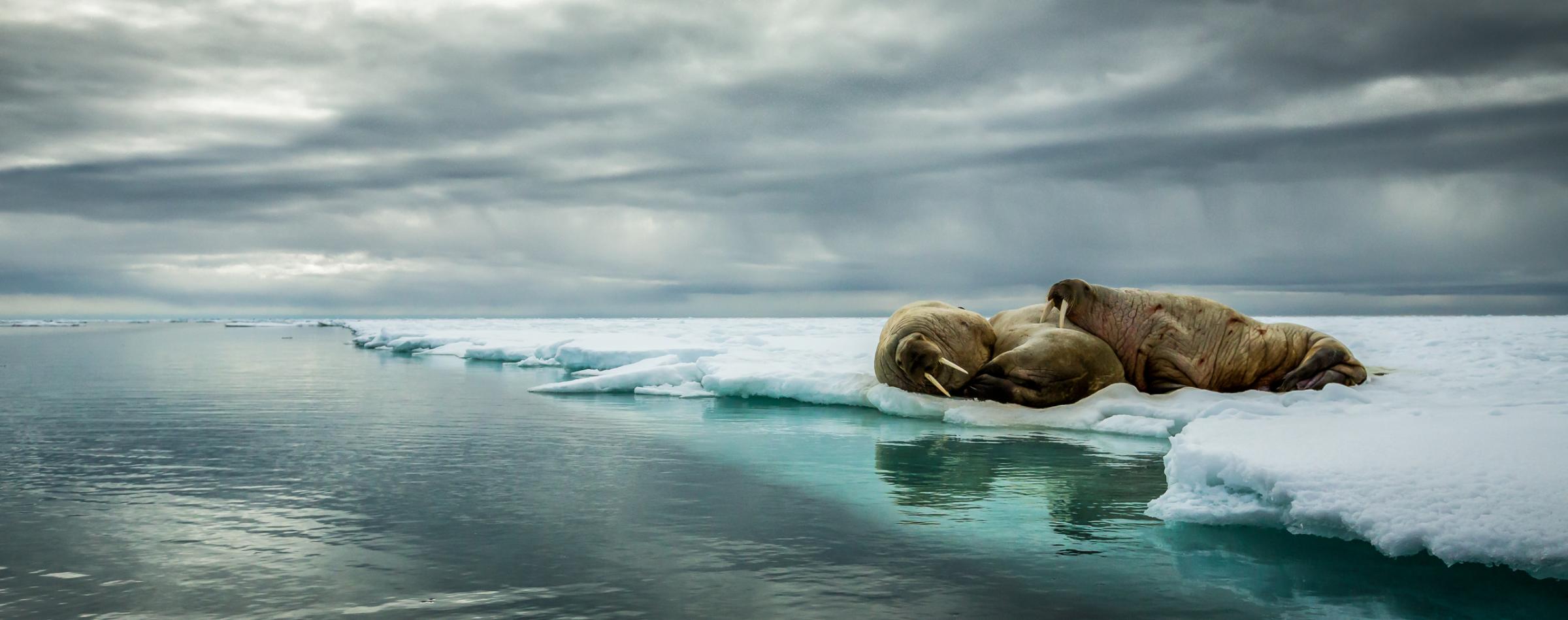 Walrus huddle in Svalbard, Norway, 2015.