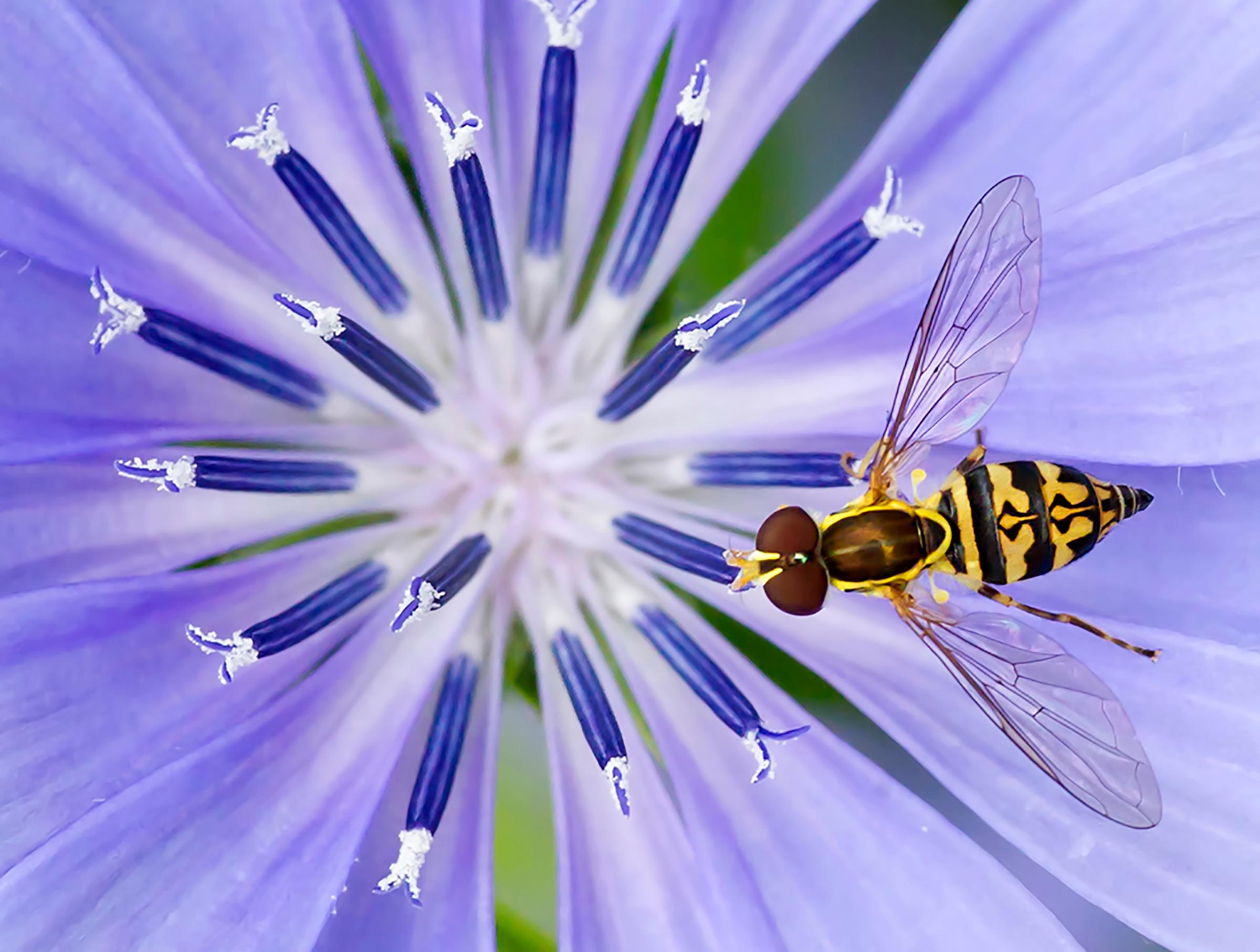 Hover Fly on Chicory Flower, Finger Lakes, New York, 2015.