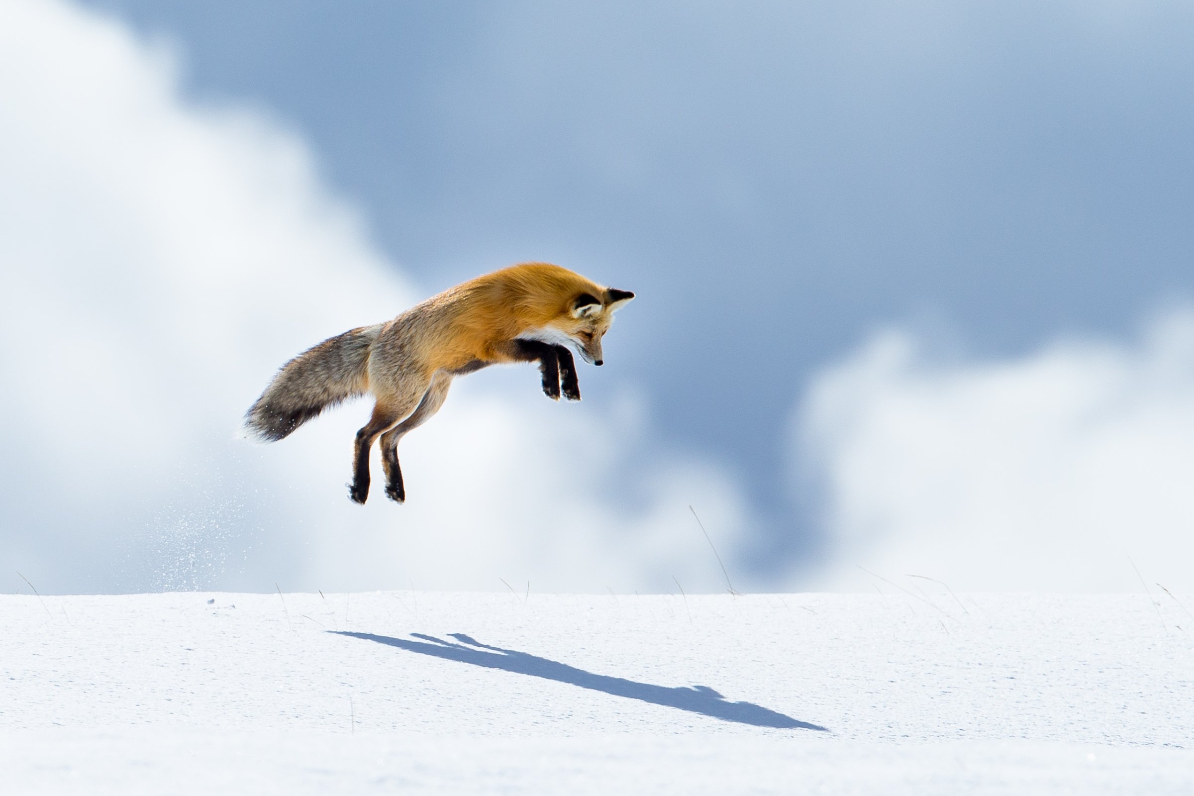 Peter Pan and His Shadow, Fox mousing jump, Yellowstone National Park, 2015.