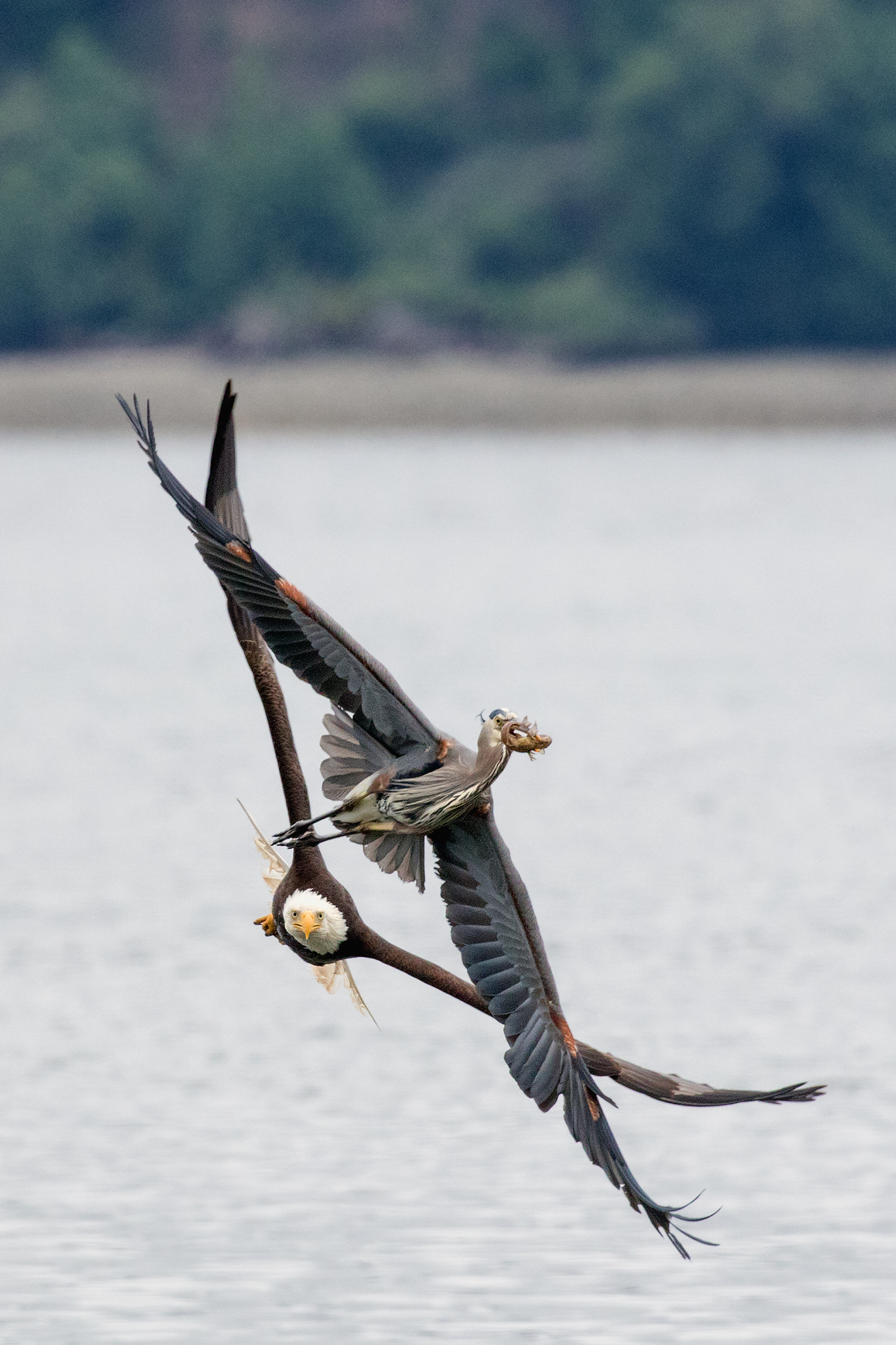 Bald eagle chasing great blue heron, Hood Canal, Washington, 2015.