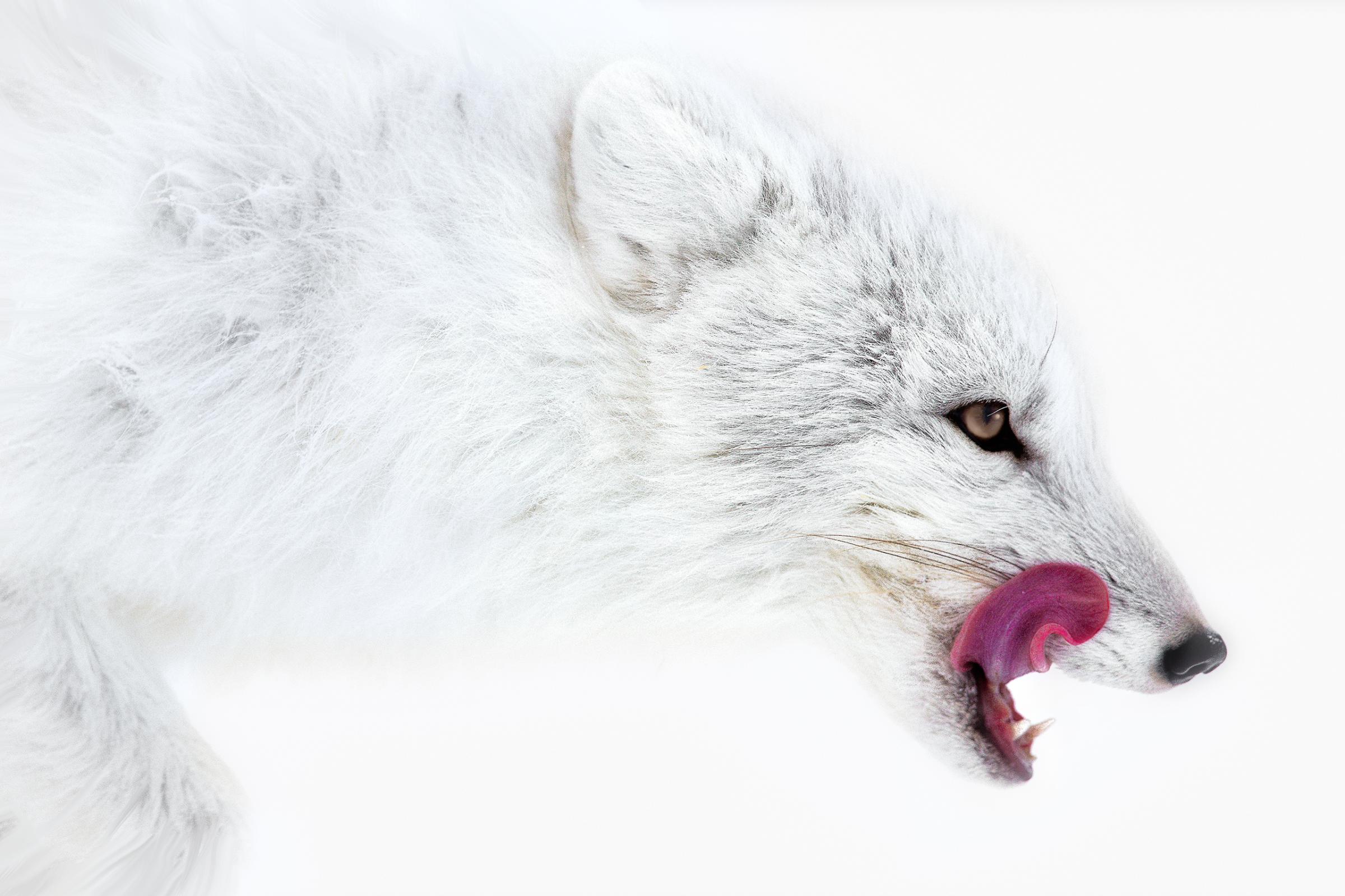 Arctic fox, Nanuvat Territory, Canada, 2015.
