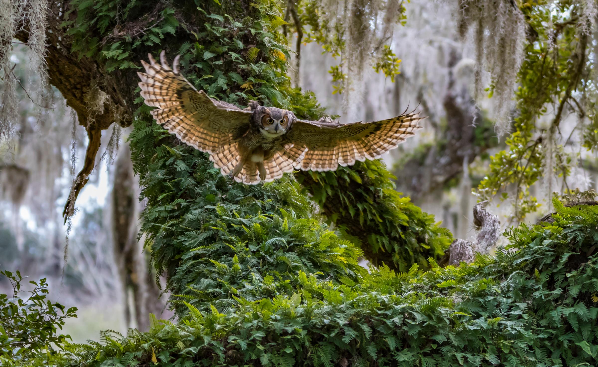 Great horned owl, Lecanto, Fla, 2015.