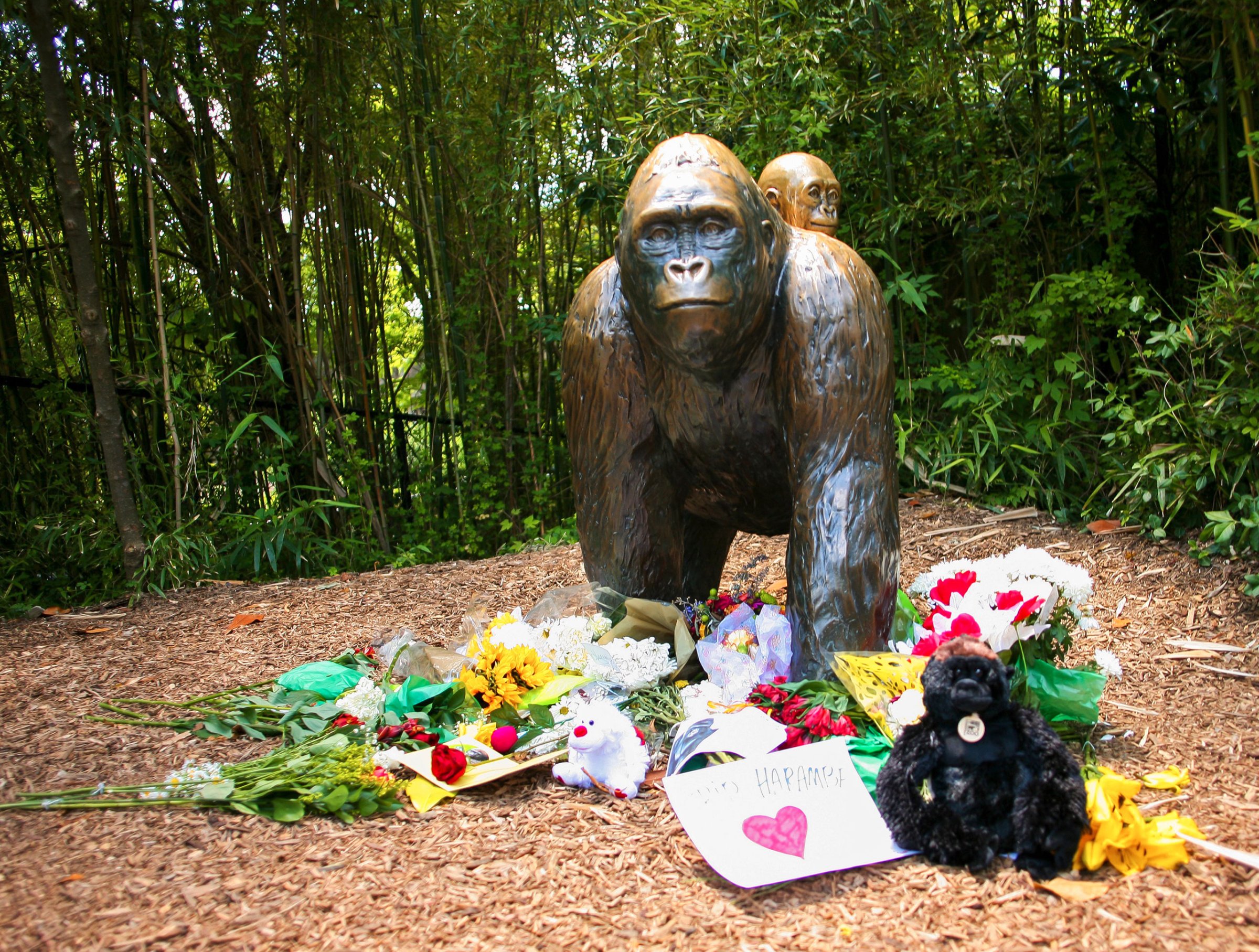 Flowers were laid in an impromptu memorial to the gorilla Harambe at the Cincinnati Zoo