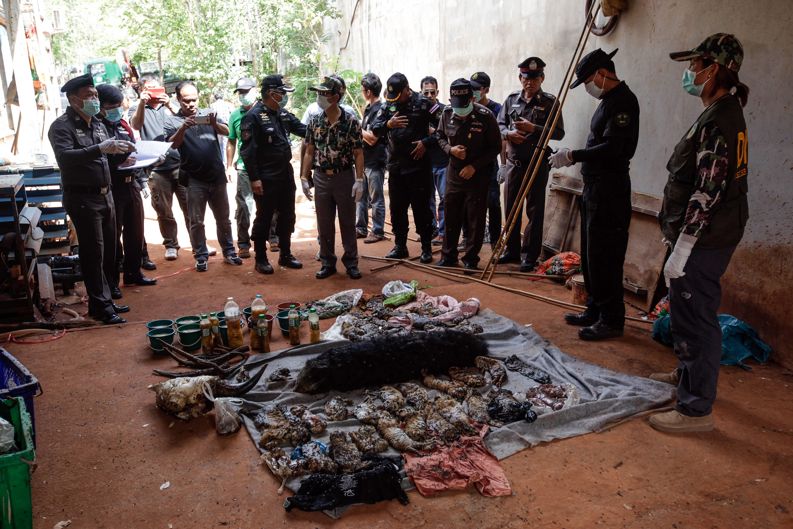 Thai DNP officers observe the carcasses of 40 tiger cubs and a binturong (also known as a bearcat) found undeclared at the Wat Pha Luang Ta Bua Tiger Temple in Kanchanaburi province, Thailand on June 1, 2016 . (Dario Pignatelli—Getty Images)