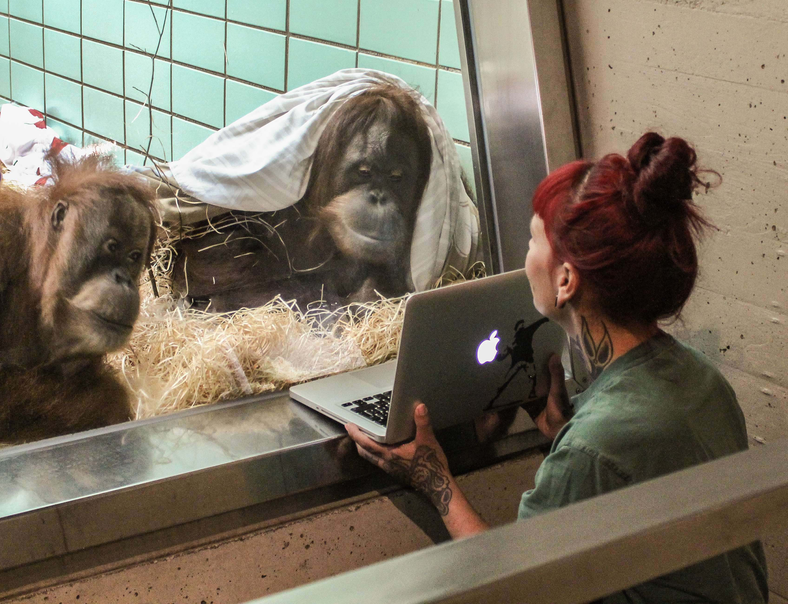 Conny, left, and Sinta, right, together watch video of Orangutan male Gempa. (Harald Knitter—Wilhelma Stuttgart)