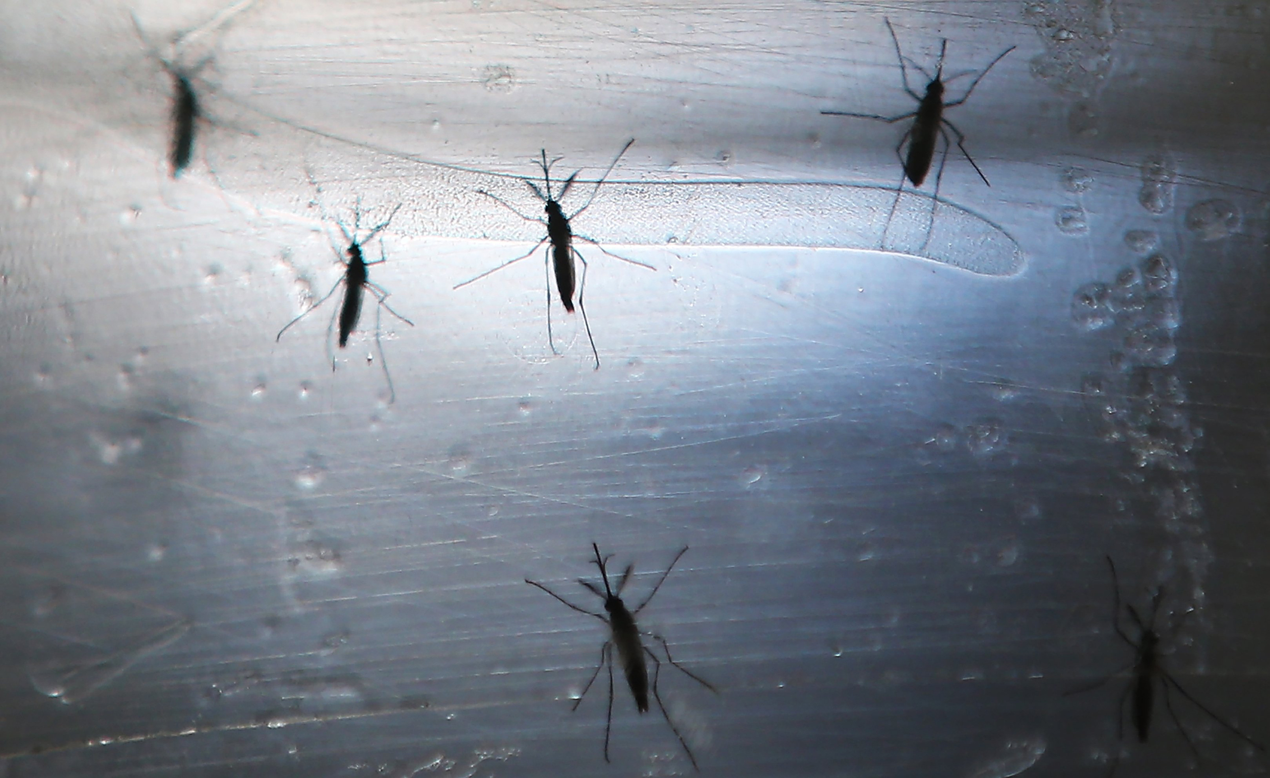Aedes aegypti mosquitos are seen in a lab at the Fiocruz Institute in Recife, Brazil, on June 2, 2016. (Mario Tama—Getty Images)