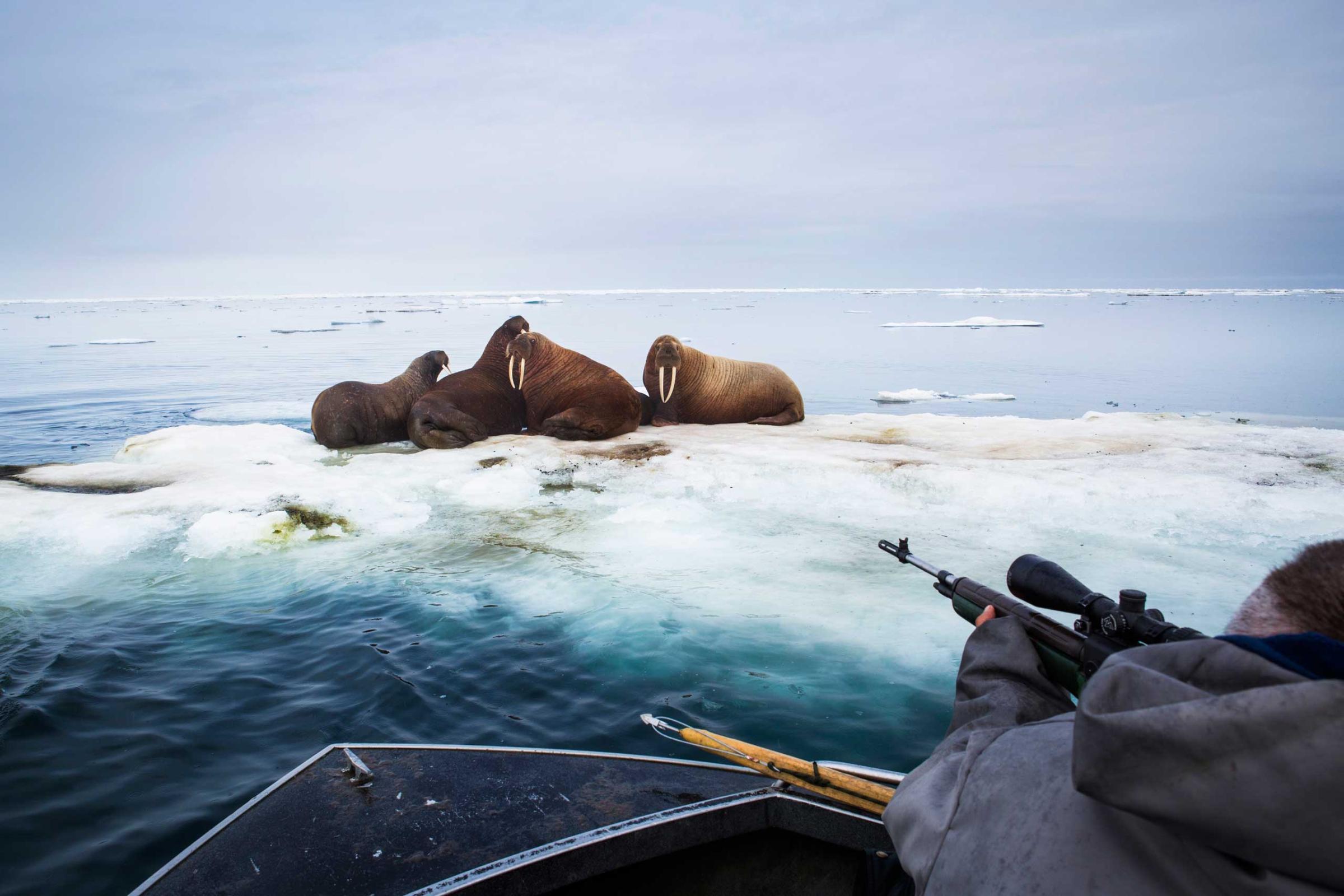 Input hunters harvest walrus in the Arctic Ocean near Barrow, Alaska. Hunters looked for ugruk (bearded seal) after the sea ice "went out" but came upon hundreds of walrus instead. Walrus this close to town during this time of year is rare and most likely due to warming weather.