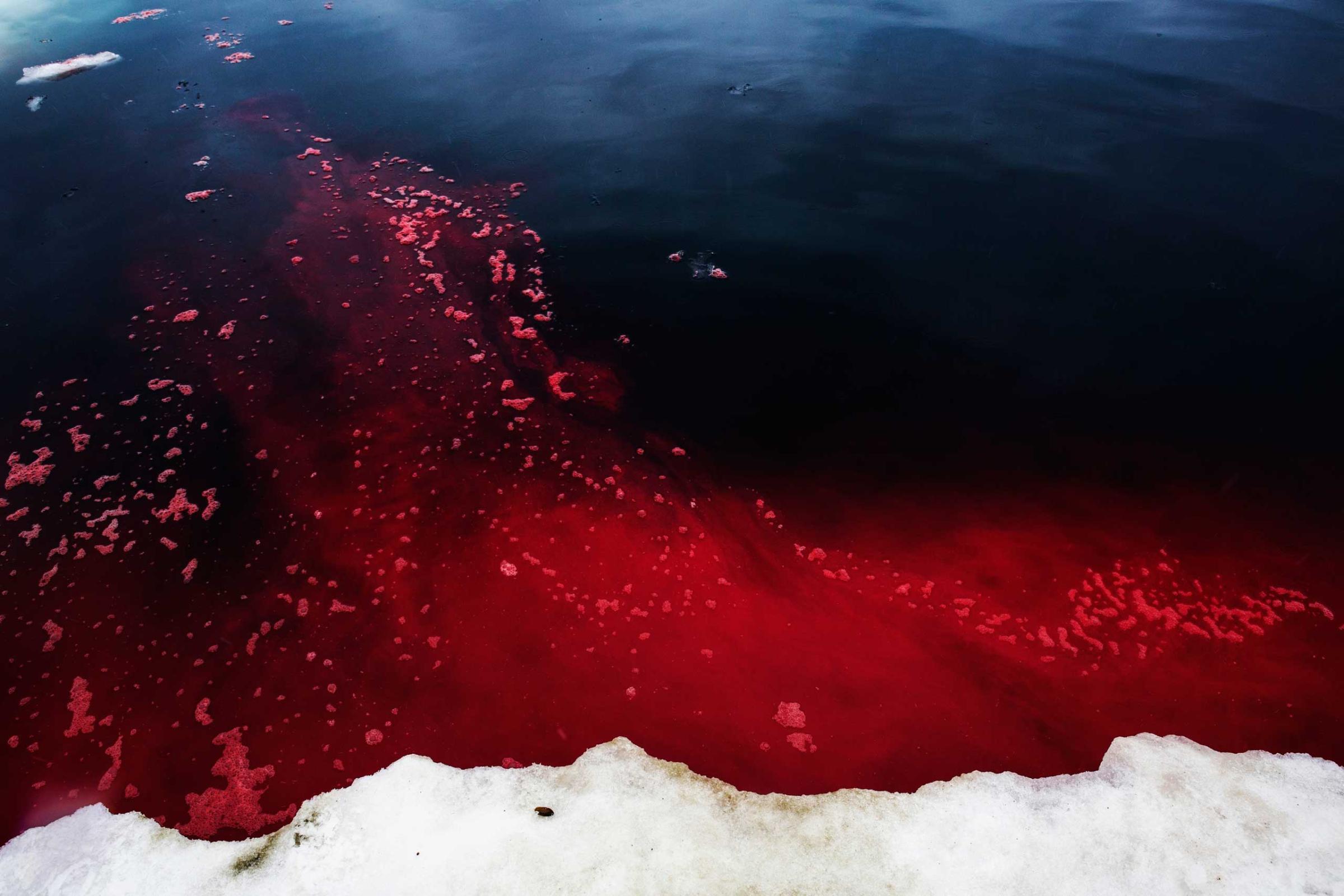Walrus blood in the Arctic Ocean near Barrow, Alaska. Hunters looked for ugruk (bearded seal) after the sea ice "went out" but came upon hundreds of walrus instead. Walrus this close to town during this time of year is rare, and due to warming weather.