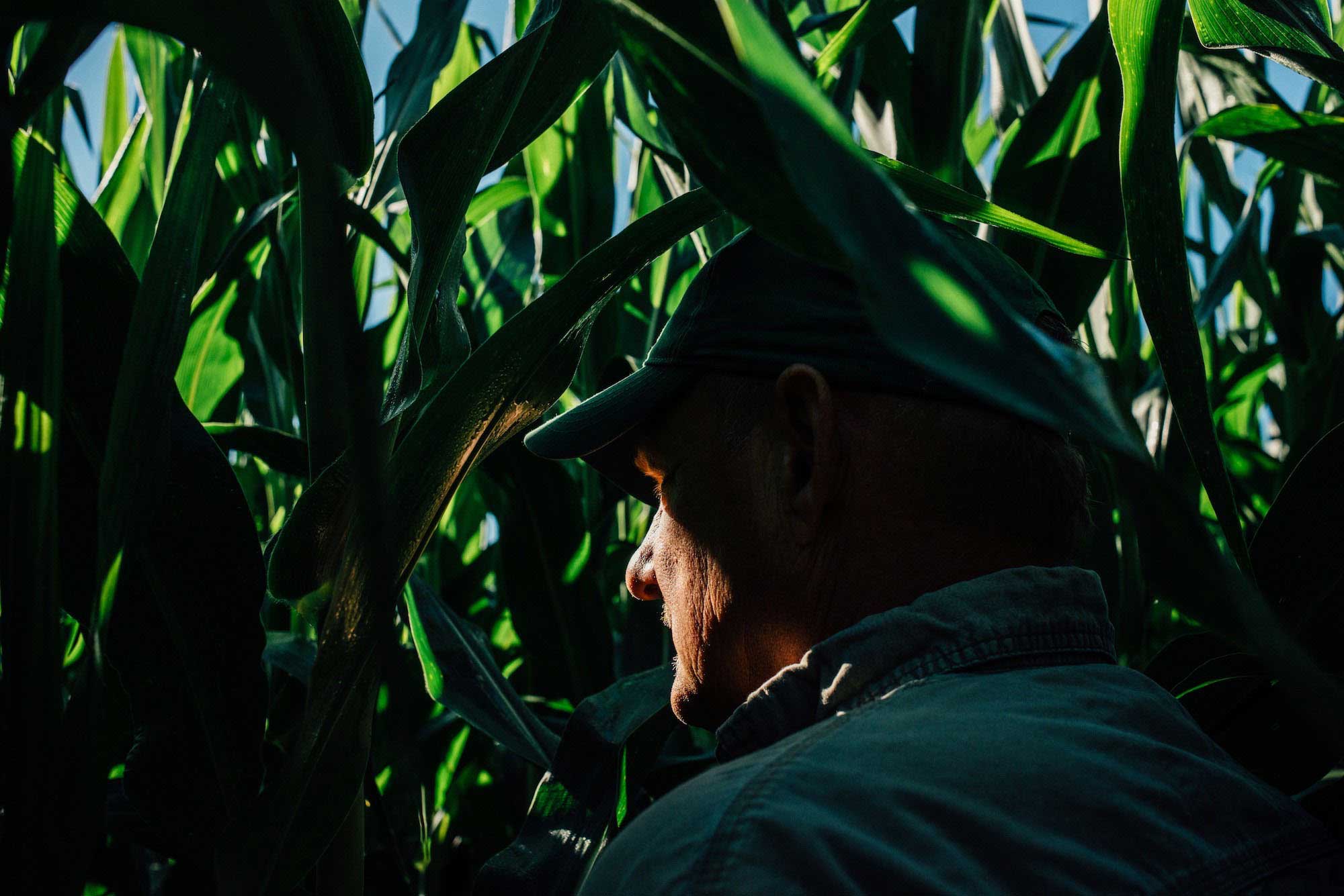 Joel Mickelson stands for a portrait in his field, where the corn is now over six feet tall.