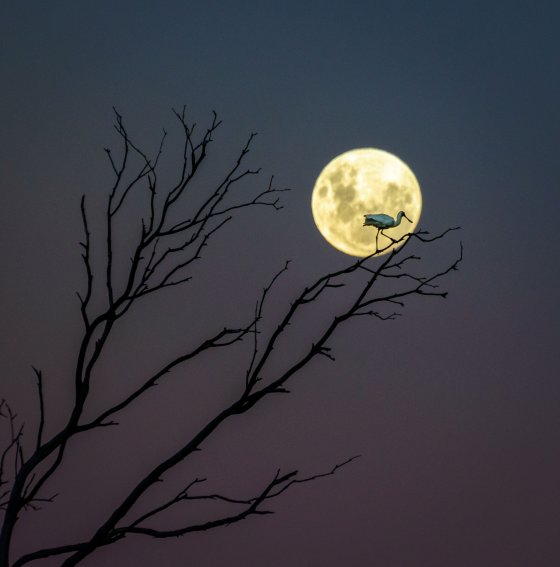 A Royal Spoonbill sits atop of a branch, basking in the glow of the nearly full moon in Hawke’s Bay, New Zealand.