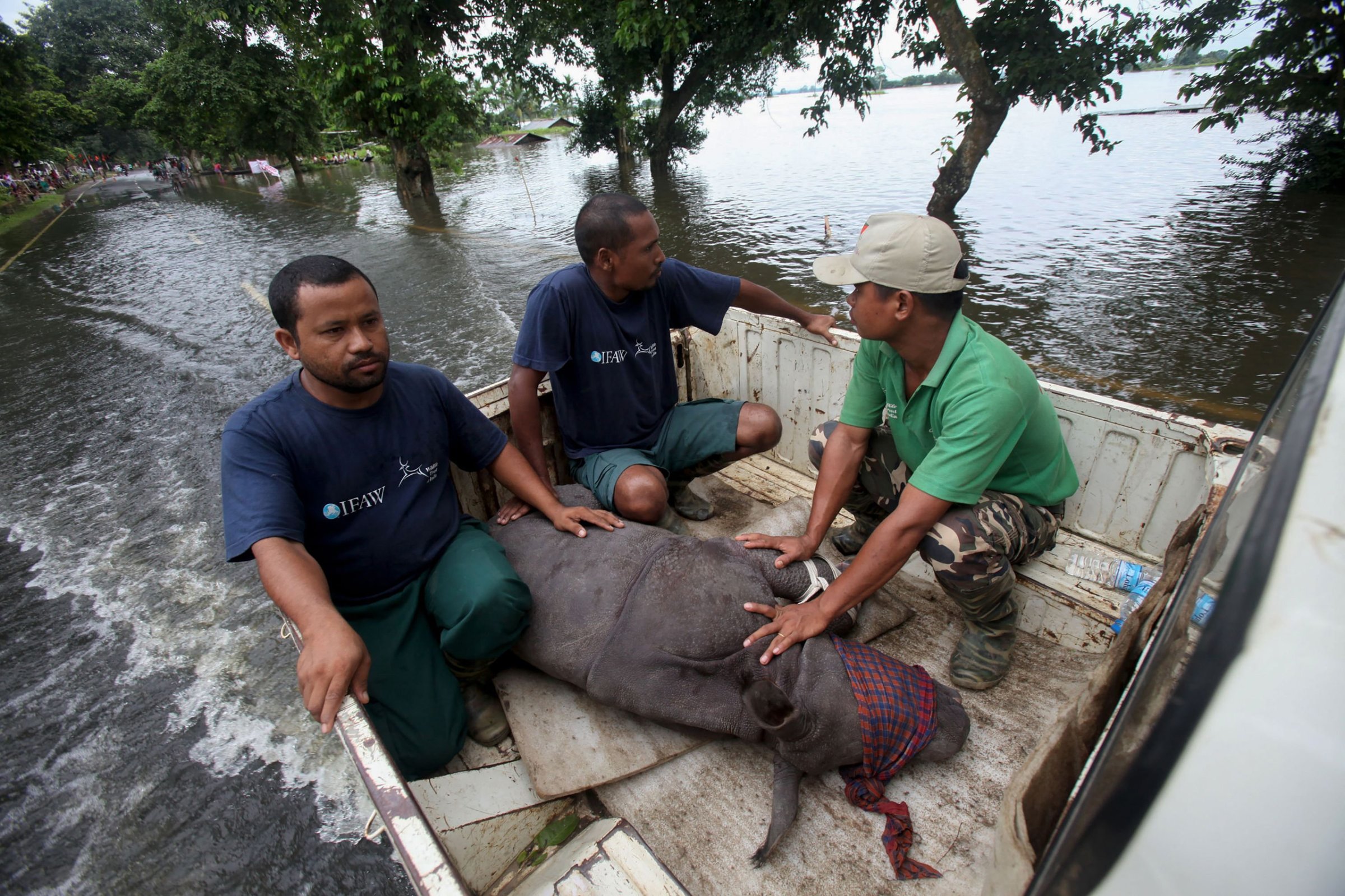 A rescued infant rhino calf is transported to safety after being found by IFAW-WTI wildlife officials and volunteers in flood waters in the Sildubi area of the Bagori forest range of Kaziranga National Park in the northeastern Indian state of Assam. on July 27, 2016.