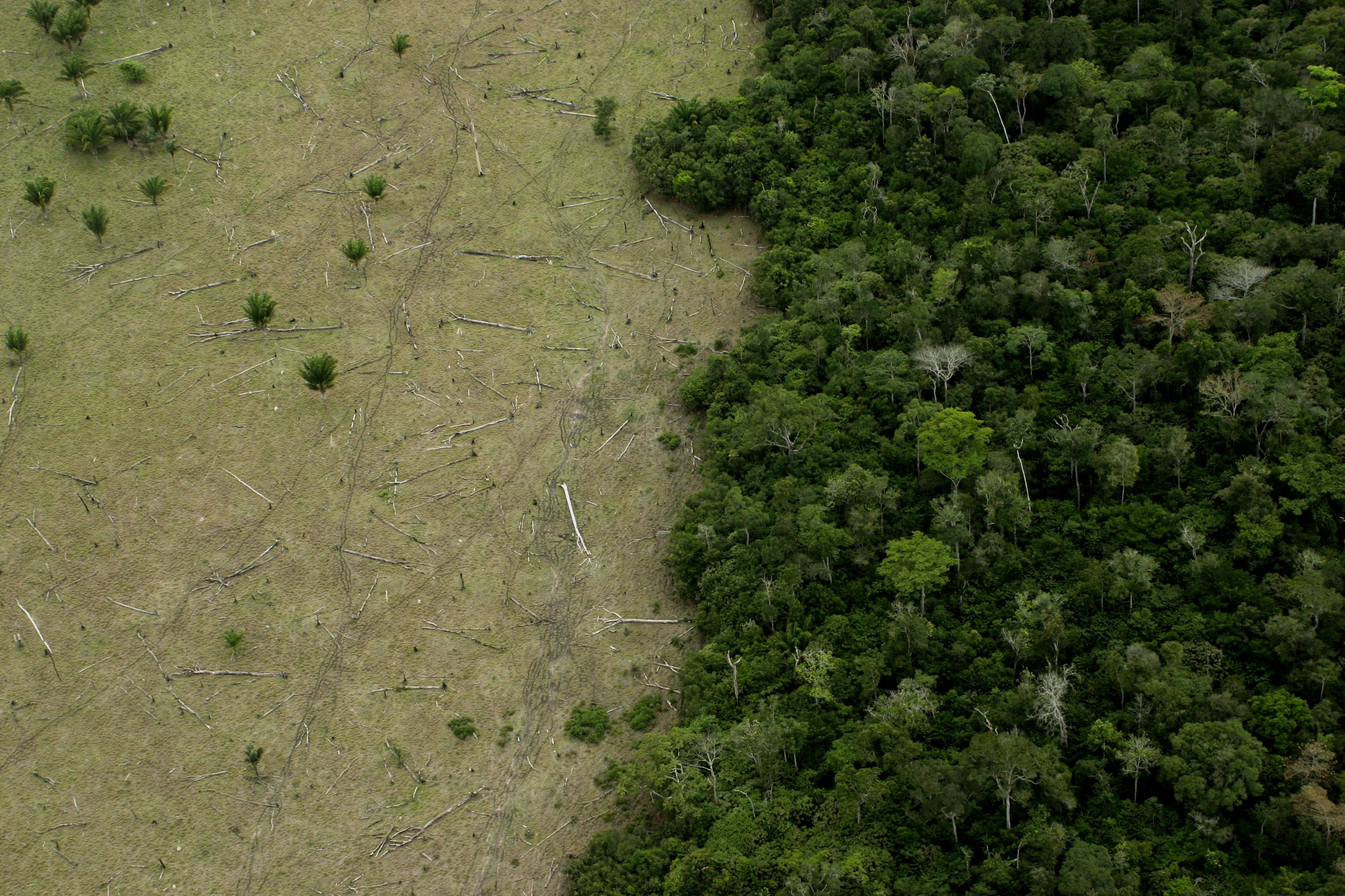 Area in Amazon Forest deforested for cattle and remaining forest (Leo F Freitas —Getty Images)