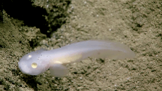 ghost fish