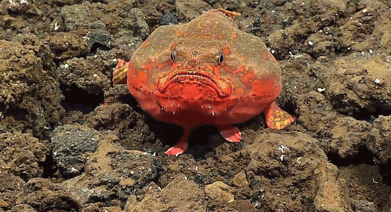 Okeanos Explorer: Bizarre and Beautiful Deep Sea Creatures | Time