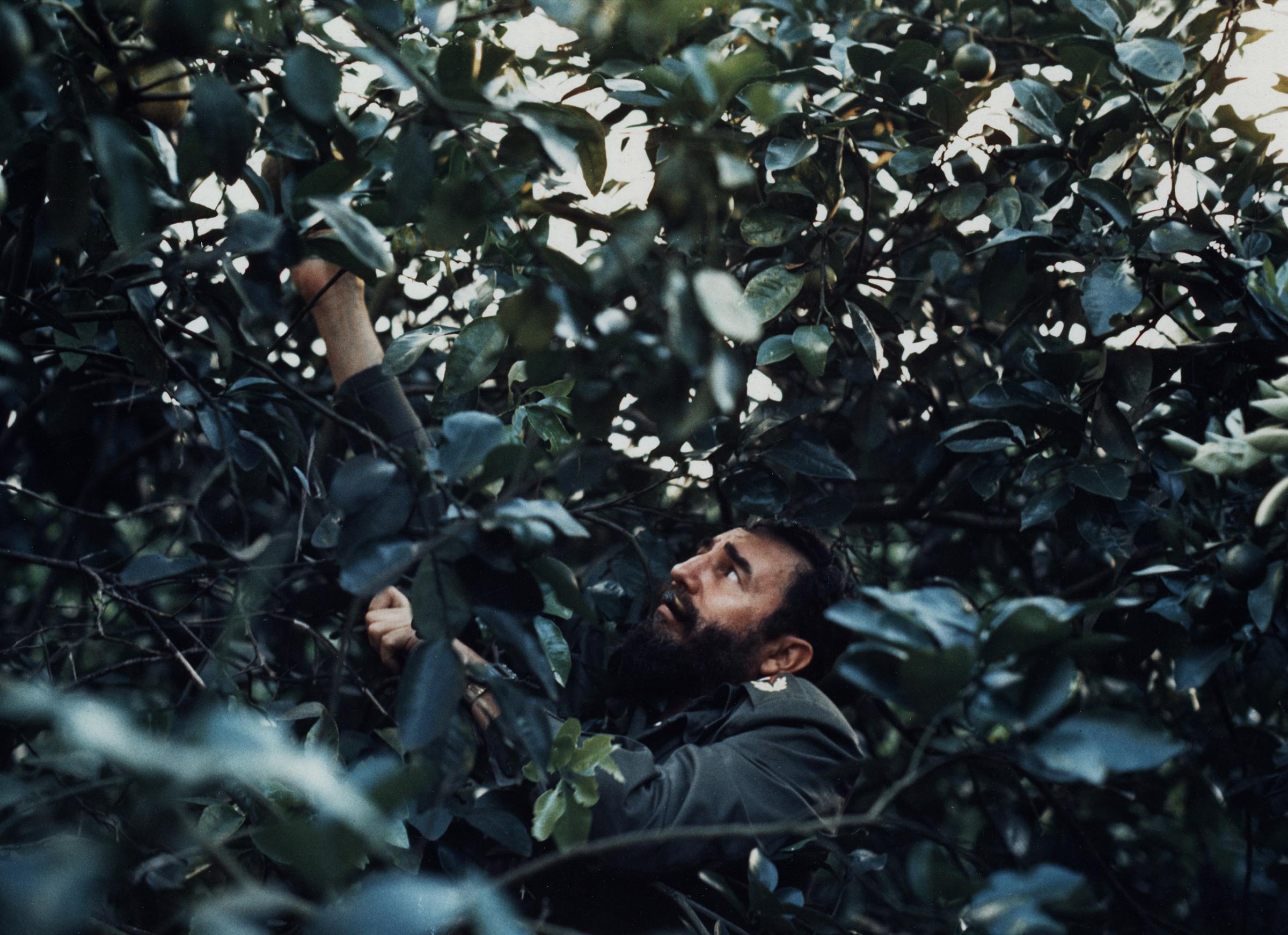 Fidel Castro surrounded by grapefruit trees.