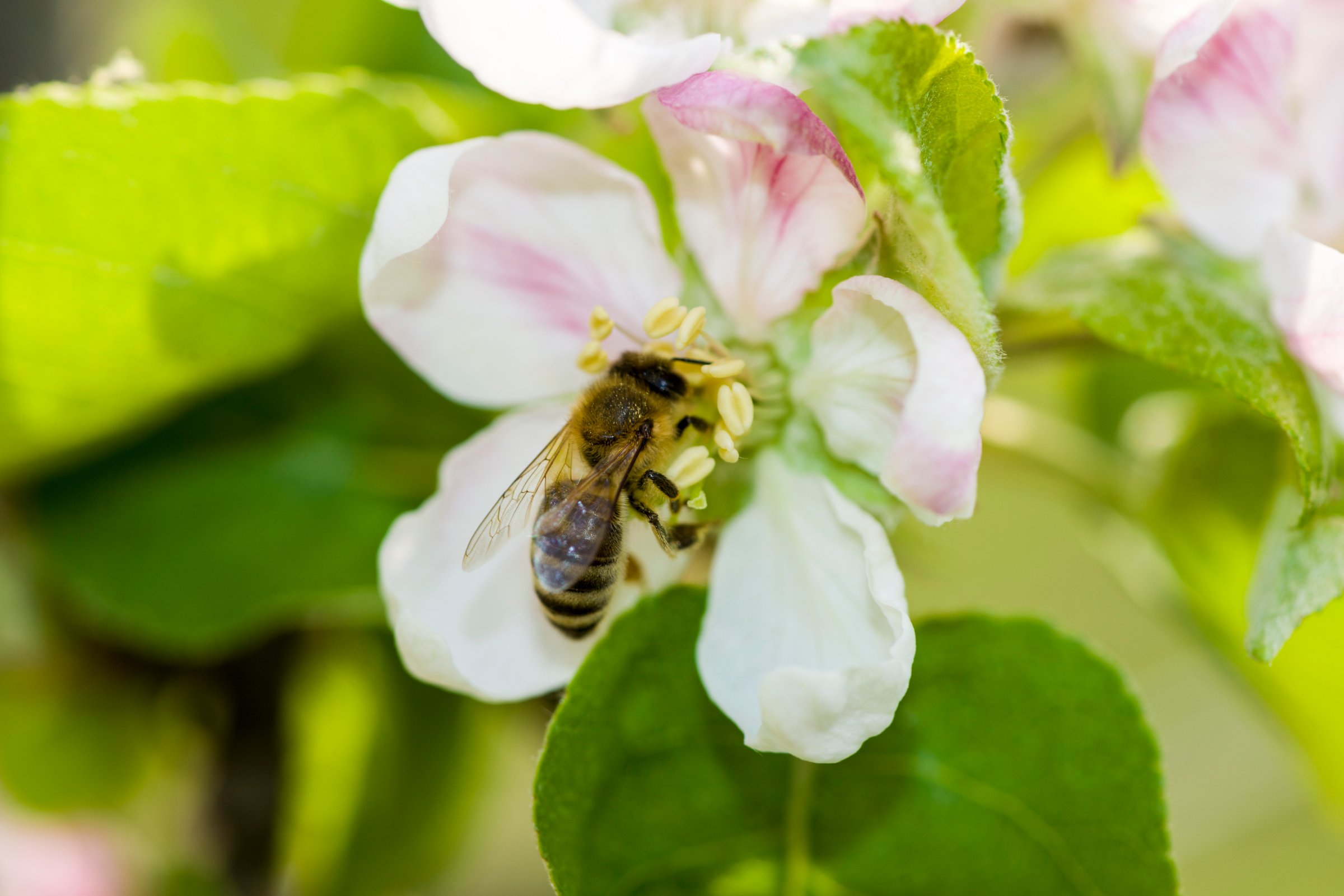 honeybee decline pesticide