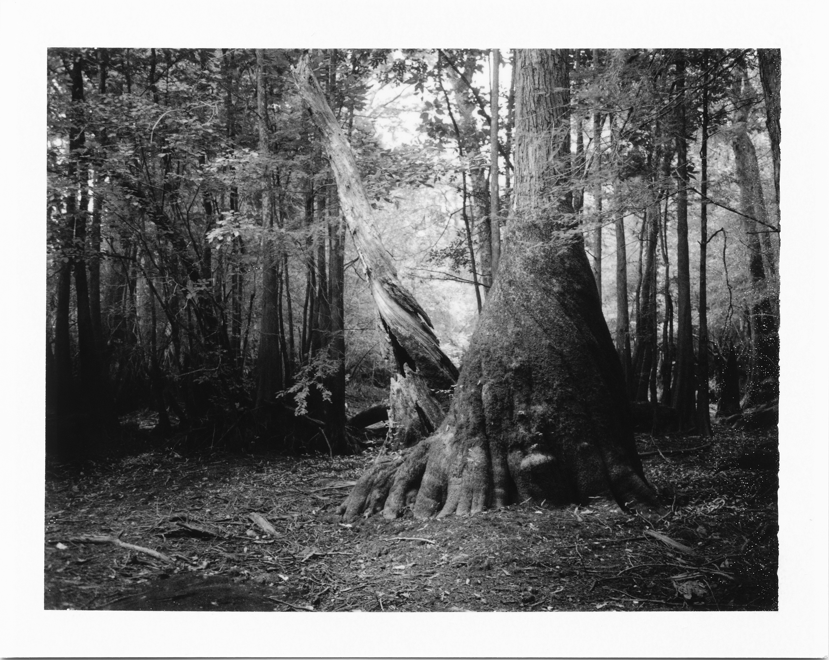 Tracing Time Through Twisting Trees, Slough near the Little Pee Dee River, SC, Summer 2015