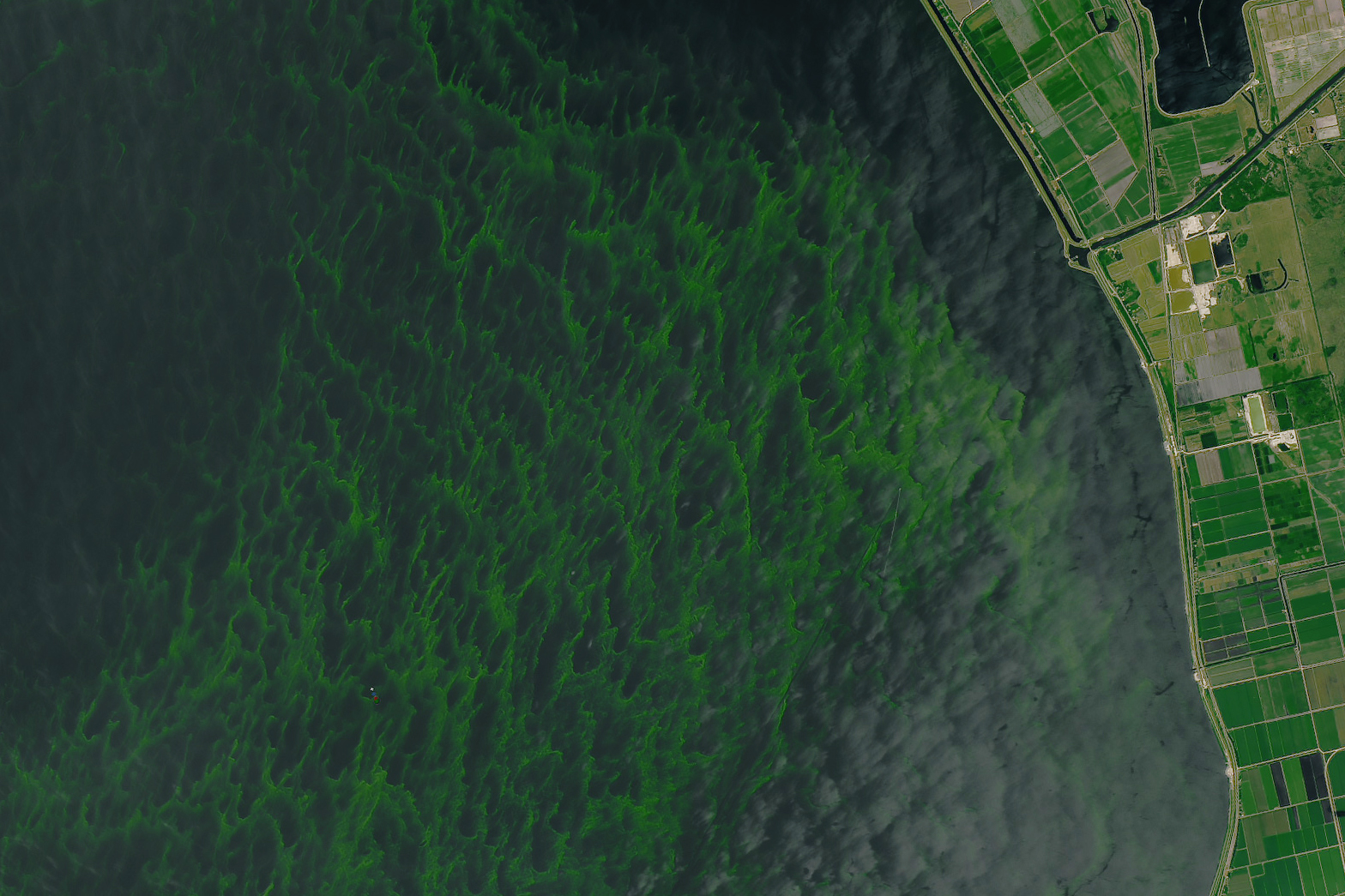 A blue-green algae bloom near the St. Lucie Canal (upper right) in Lake Okeechobee, Fla., July 2, 2016. (Joshua Stevens—NASA Earth Observatory)