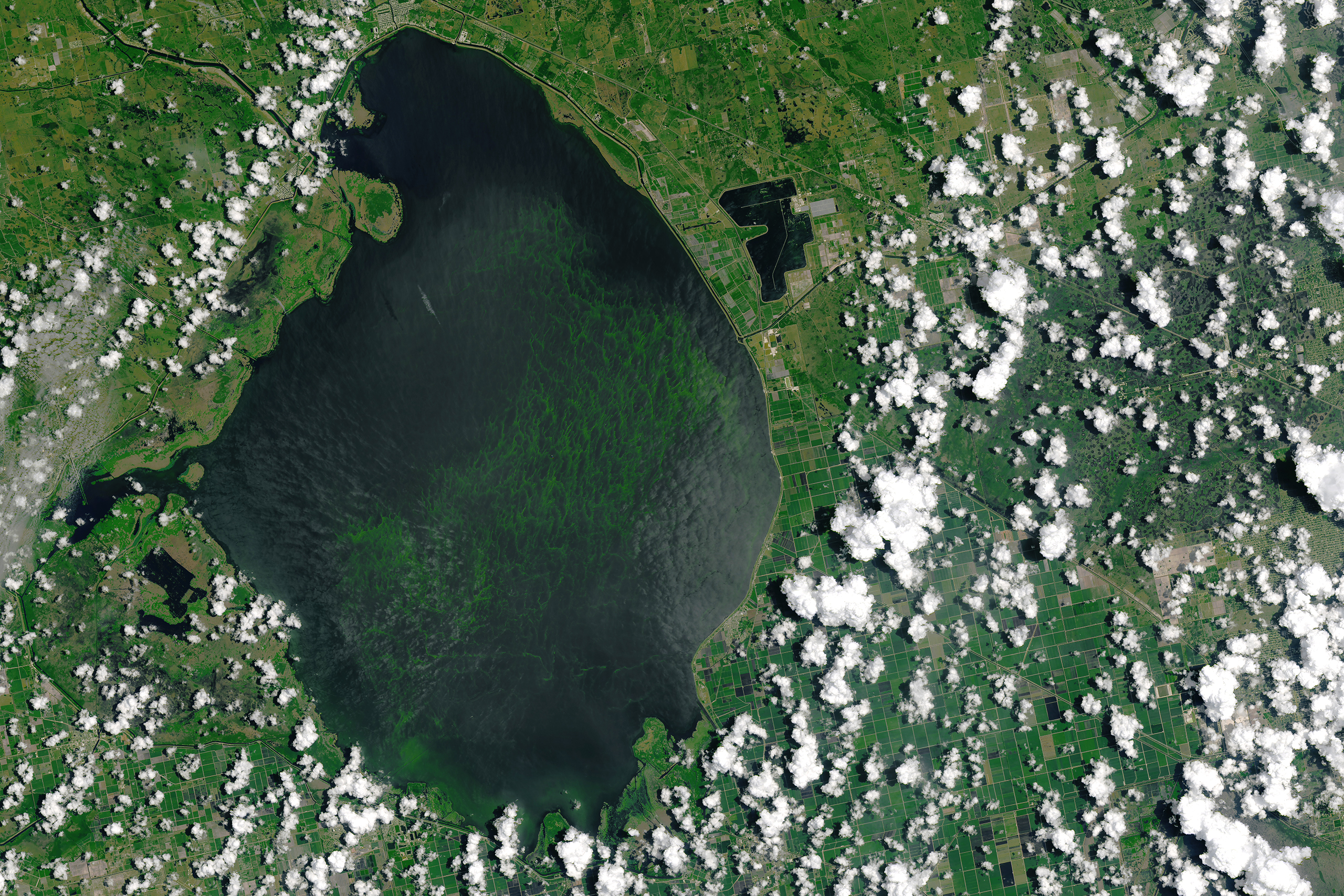 A blue-green algae bloom in Lake Okeechobee, Fla., July 2, 2016. (Joshua Stevens—NASA Earth Observatory)