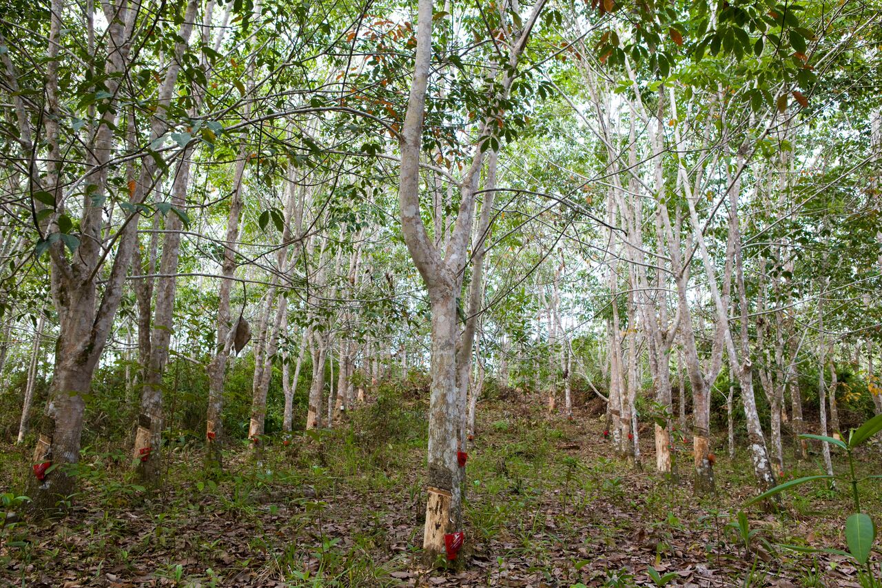 Rubber trees, Long Pahangai, Borneo (Simon Rawles/World Wildlife Fund)