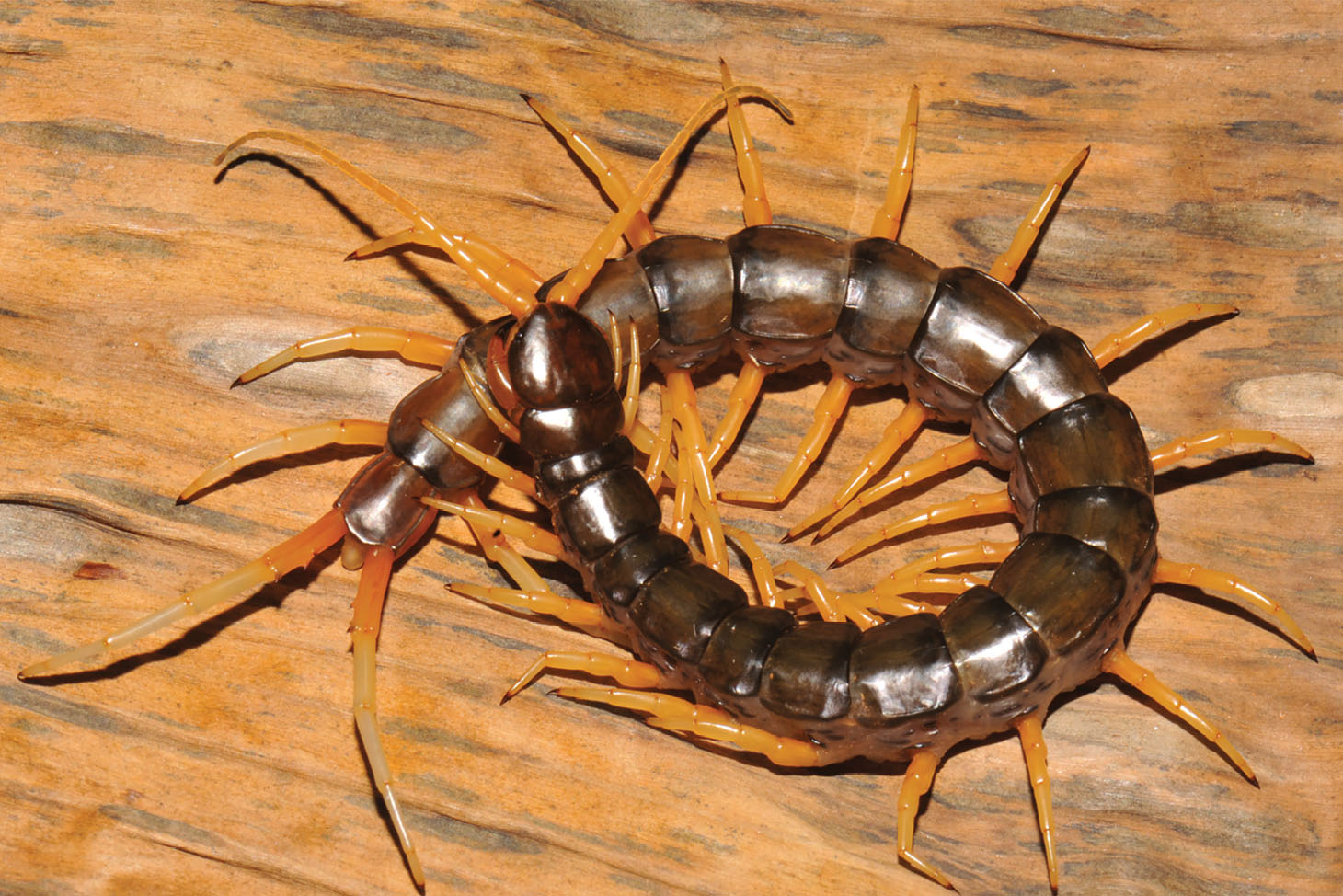 Scolopendra cataracta centipede