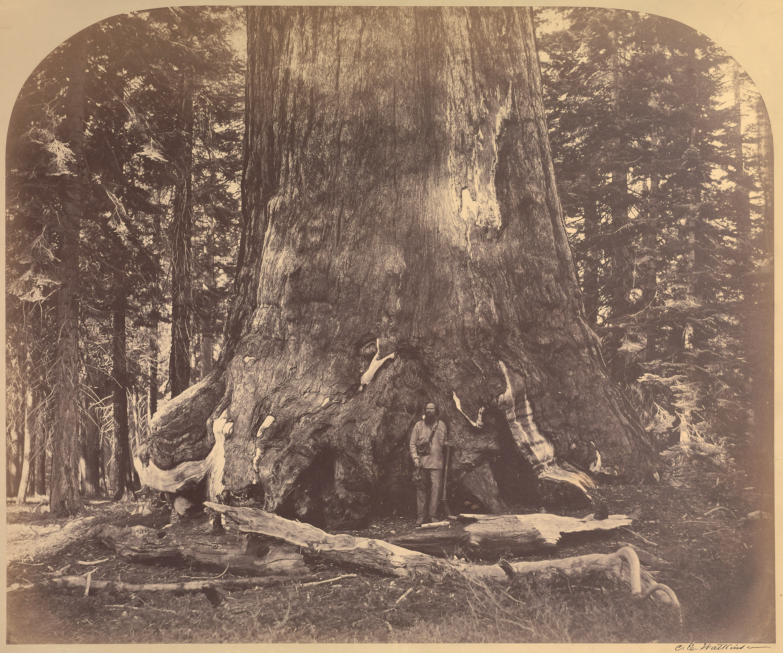 Section of the Grizzly Giant, Mariposa Grove, Yo semite. 1861.