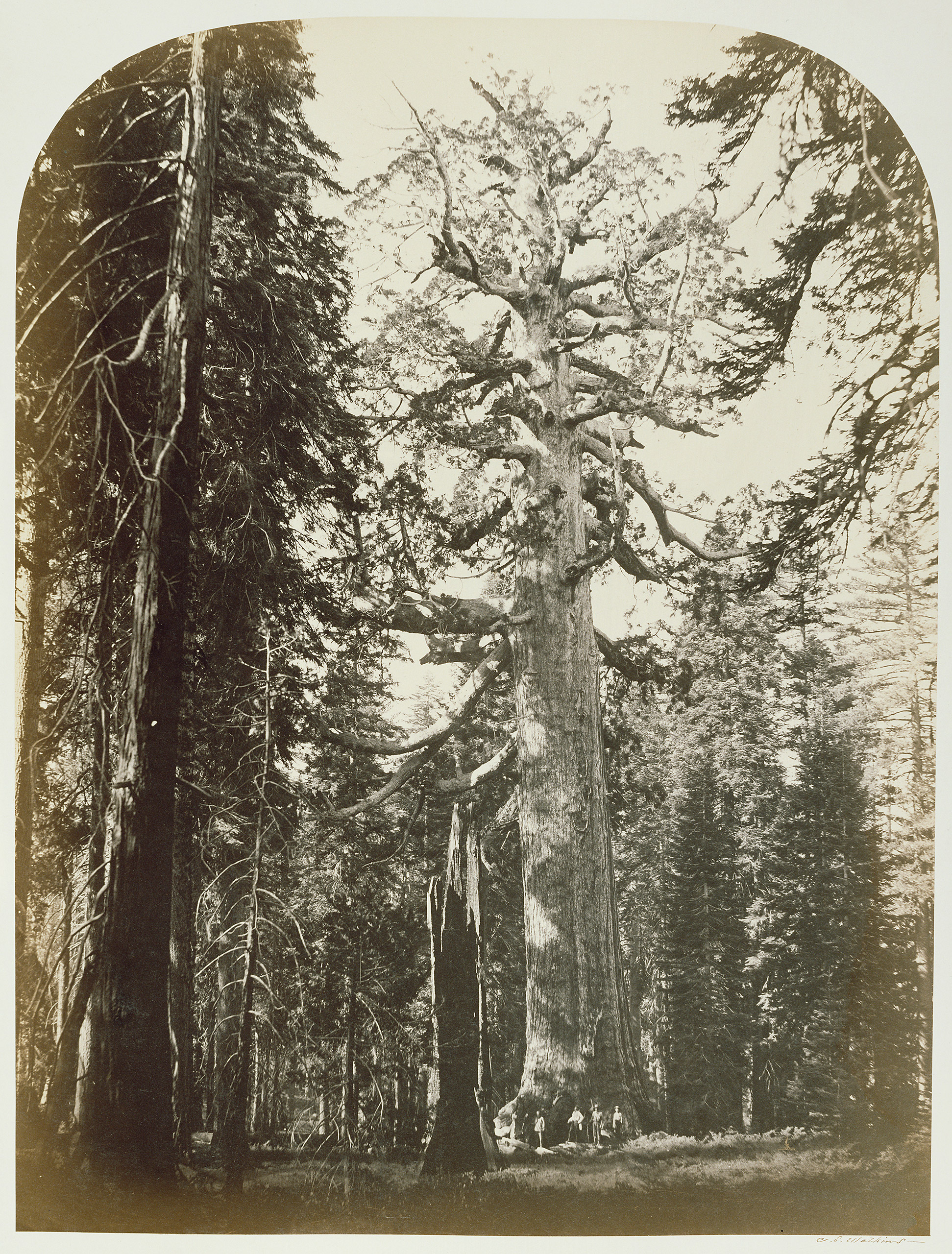 The Grizzly Giant, Mariposa Grove, Yo Semite. 1861.