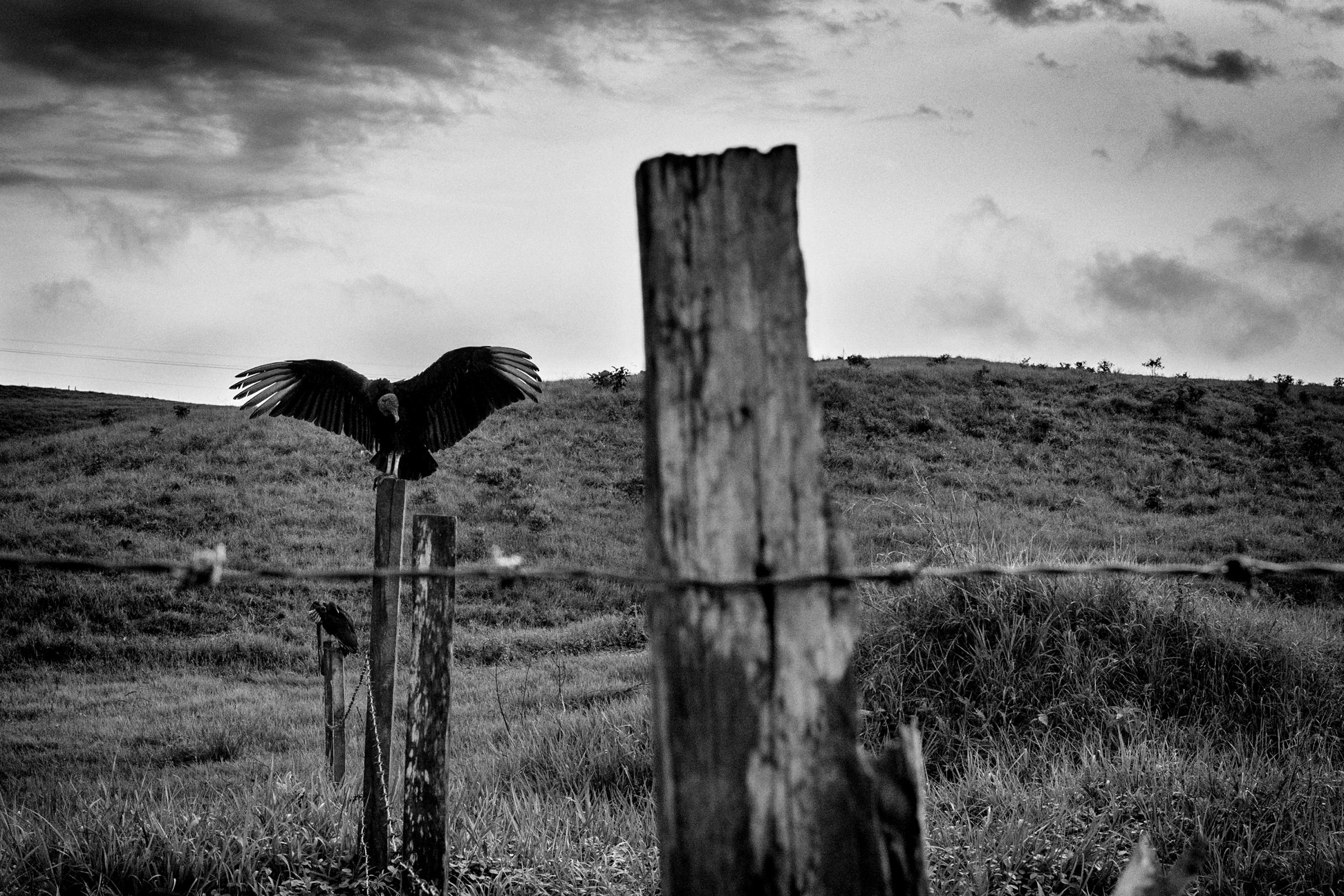 A vulture rests in the community of Mona where there is evidence of the right-wing paramilitaries reemergence. The villages of Mona and Puerto Torres were the main operational centers of the paramilitaries in the region of Caqueta, Colombia. Prisoners suspected of collaborating with FARC were tortured at the church and local school, April 2016.
