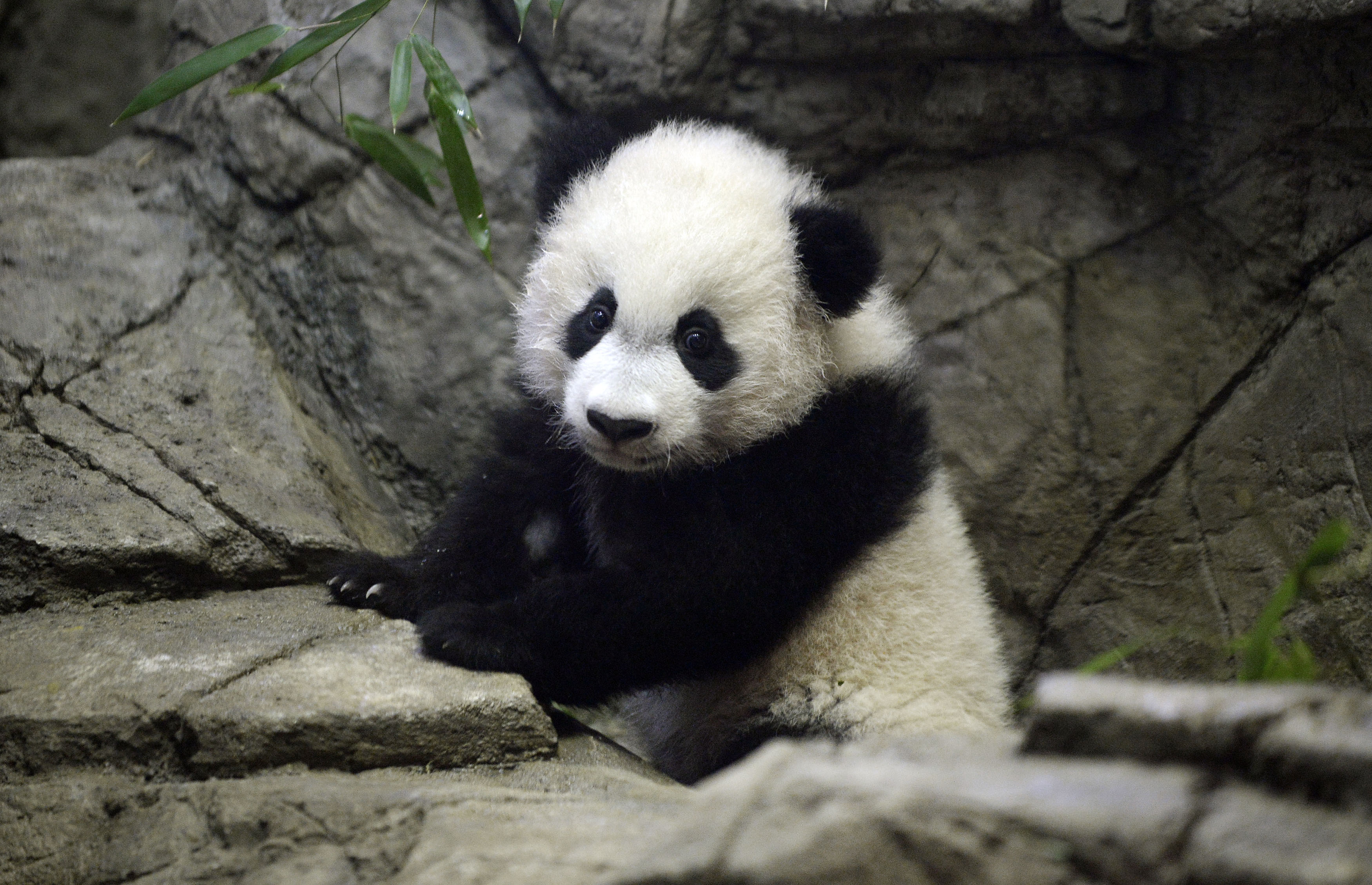 Smithsonian's youngest giant panda cub Bei Bei makes his public debut following his birth last August at the National Zoo in Washington on January 16, 2016. (Olivier Douliery—AFP/Getty Images)