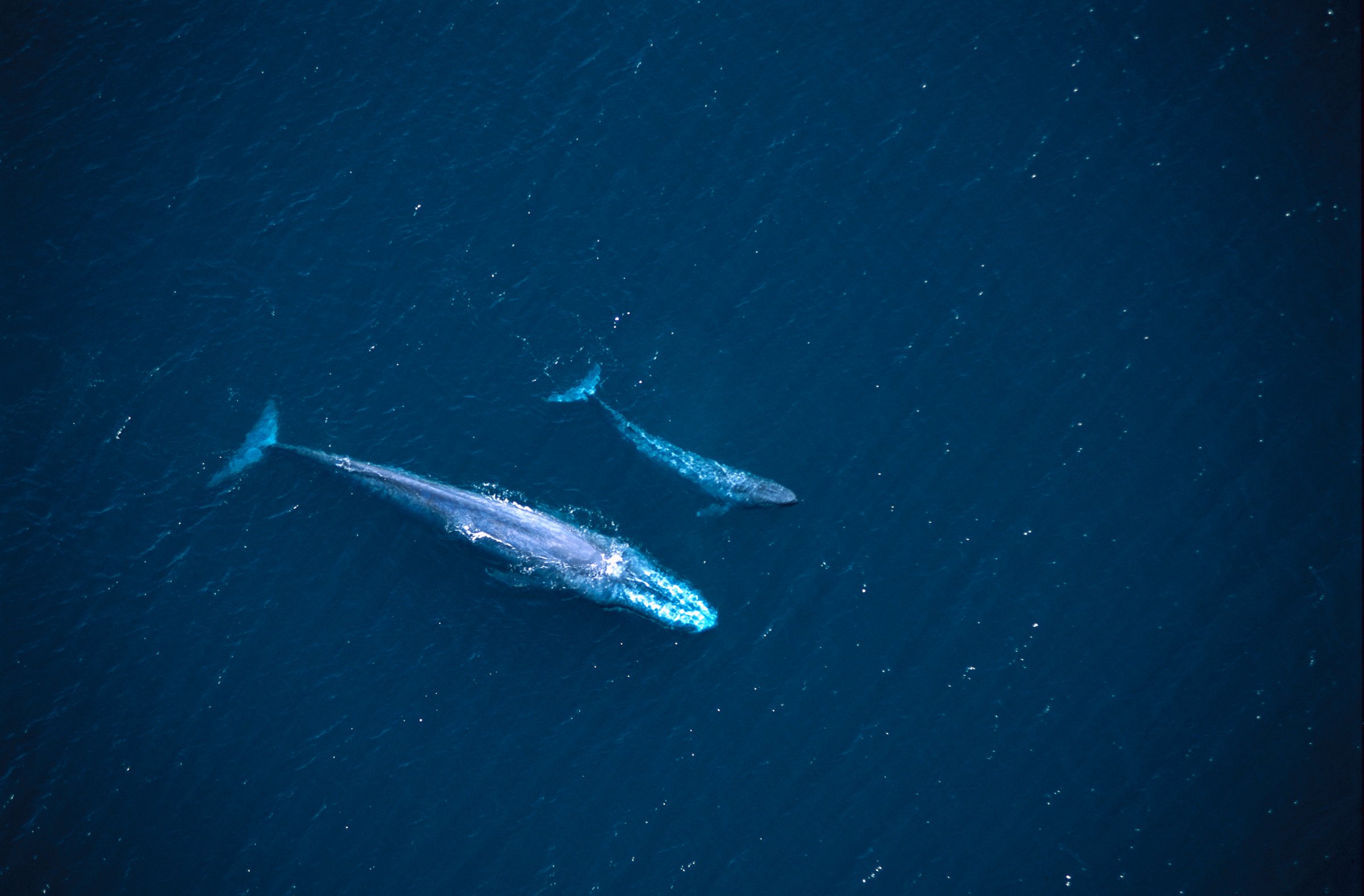 Blue Whale (Balaenoptera musculus), aerial view of mother and calf swimming near the surface in the Gulf of California, Mexico