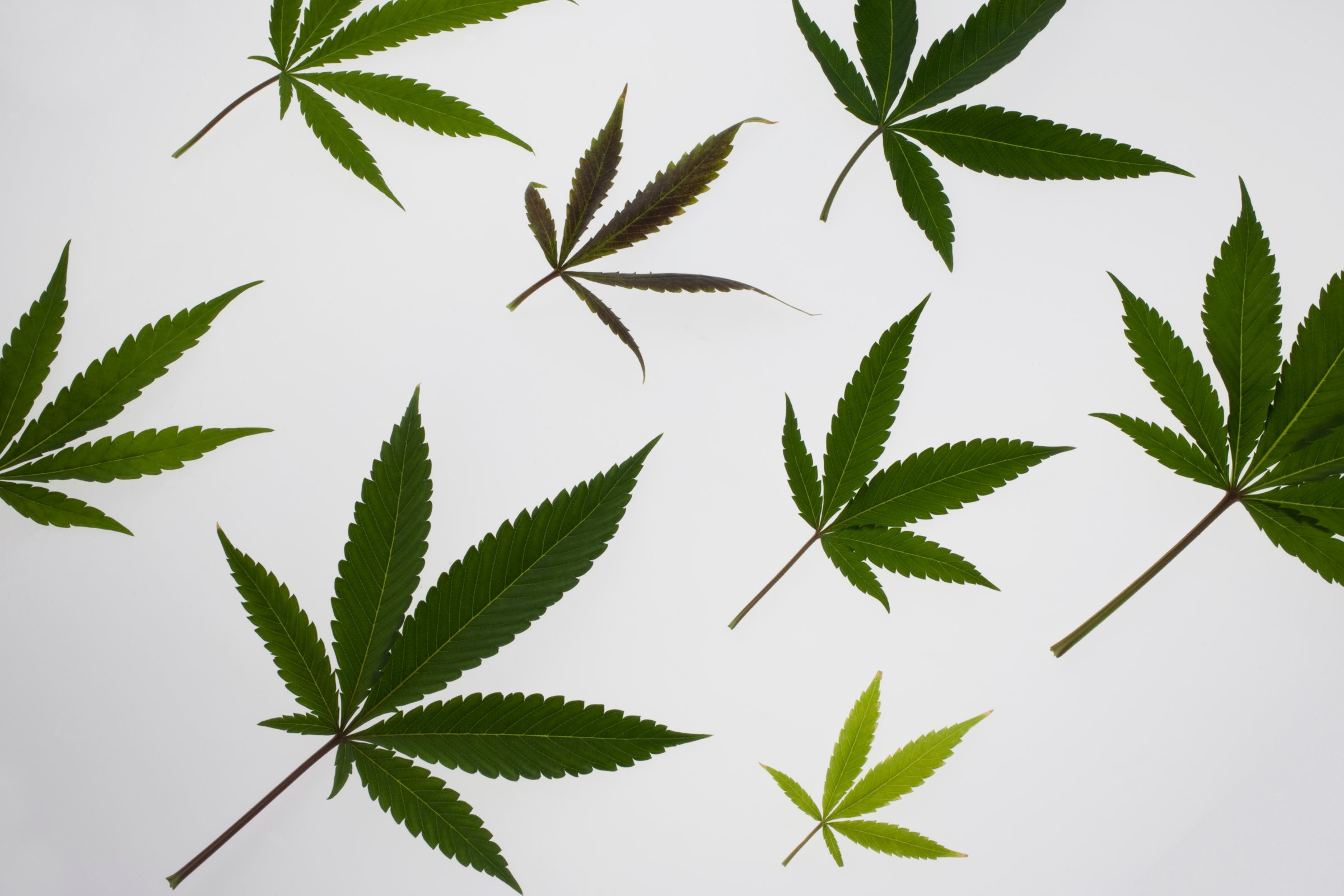Multiple sized marijuana leaves
