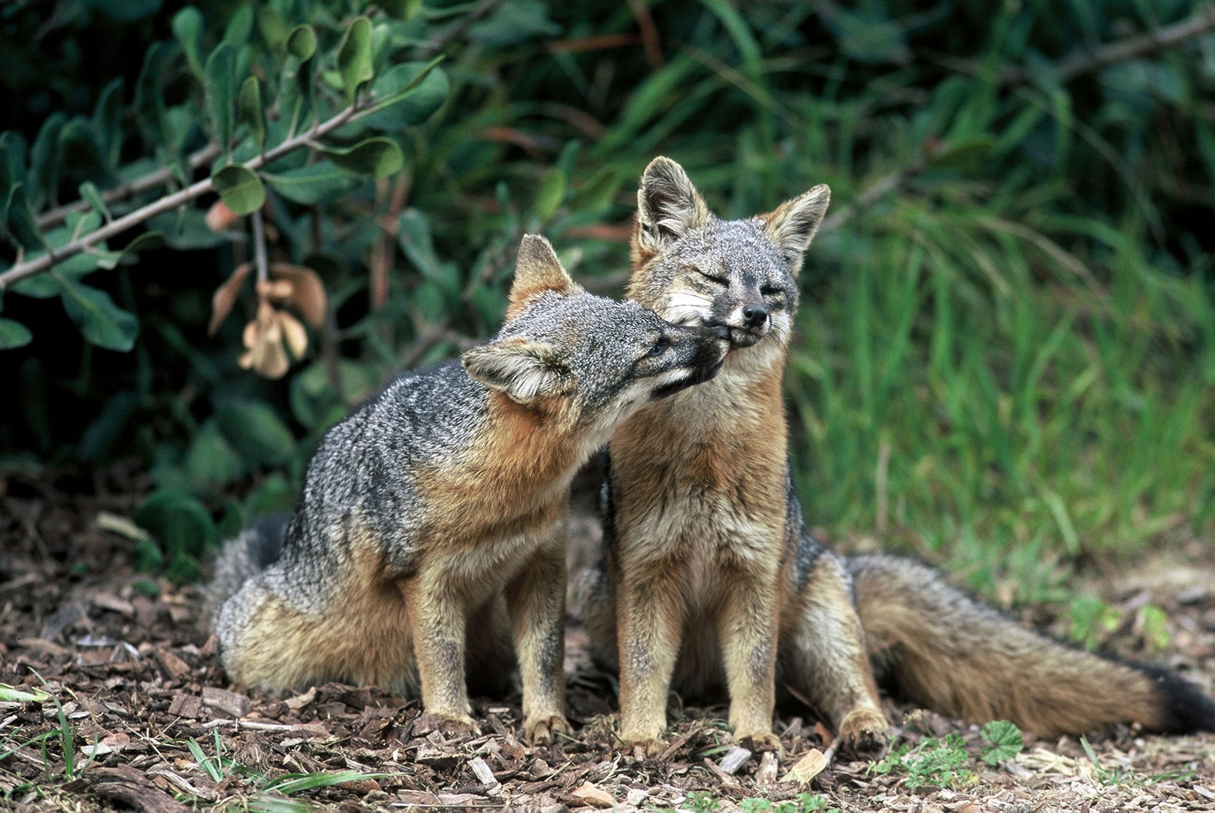Two island foxes in Channel Islands National Park, Calif. Three fox subspecies native to California's Channel Islands were removed from the list of endangered species, Aug. 11, 2016.