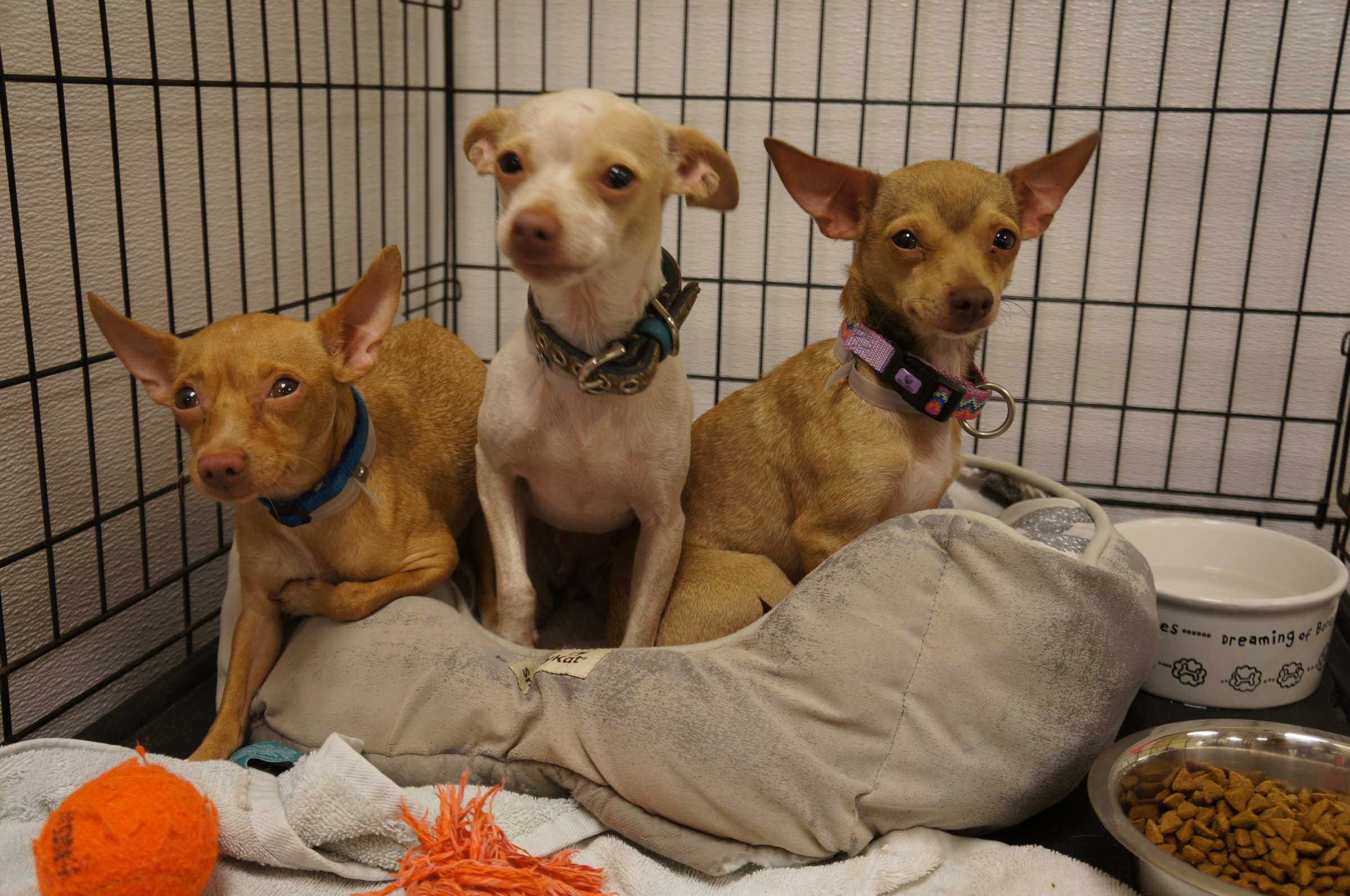 Three of the twenty-four rescued chihuahuas at SPCA of Brevard.