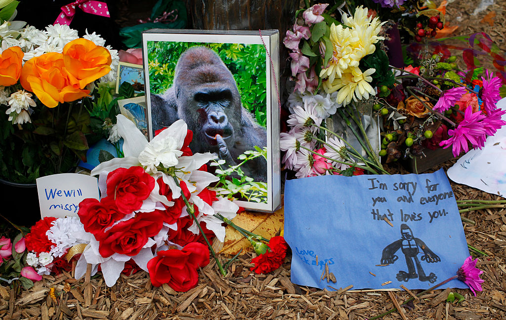 Flowers lay outside the Cincinnati Zoo's Gorilla World exhibit days after a 3-year-old boy fell into the moat and officials were forced to kill Harambe, a 17-year-old gorilla on June 2, 2016 in Cincinnati, Ohio. (John Sommers II&mdash;Getty Images)