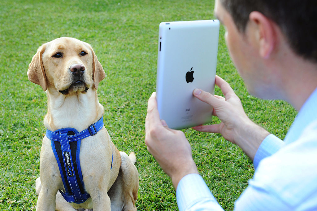 A dog talks to its owner through Skype in Melbourne, Victoria.