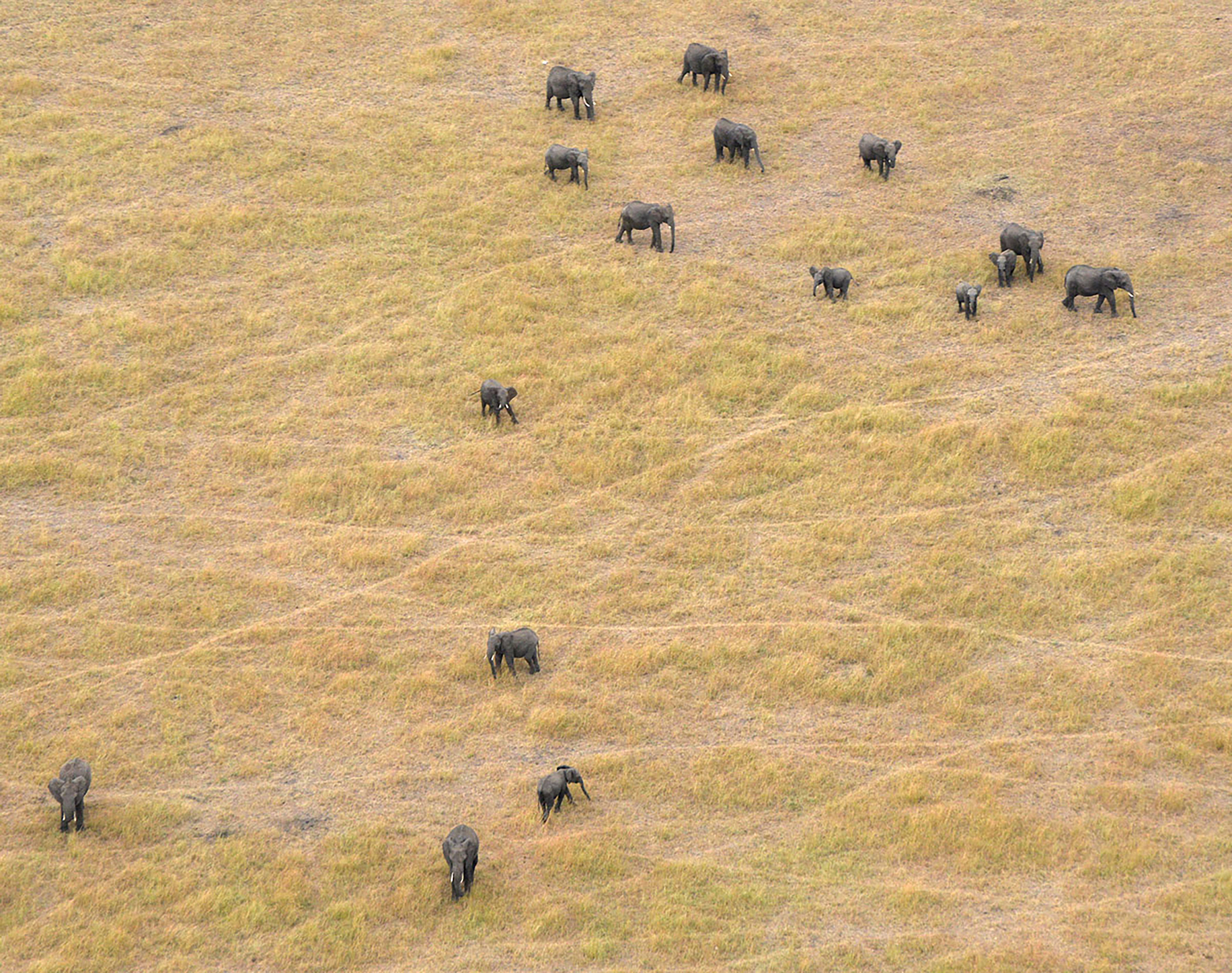 Elephants graze in Serengeti National Park in Tanzania, in June 2014. (Great Elephant Census/AP)