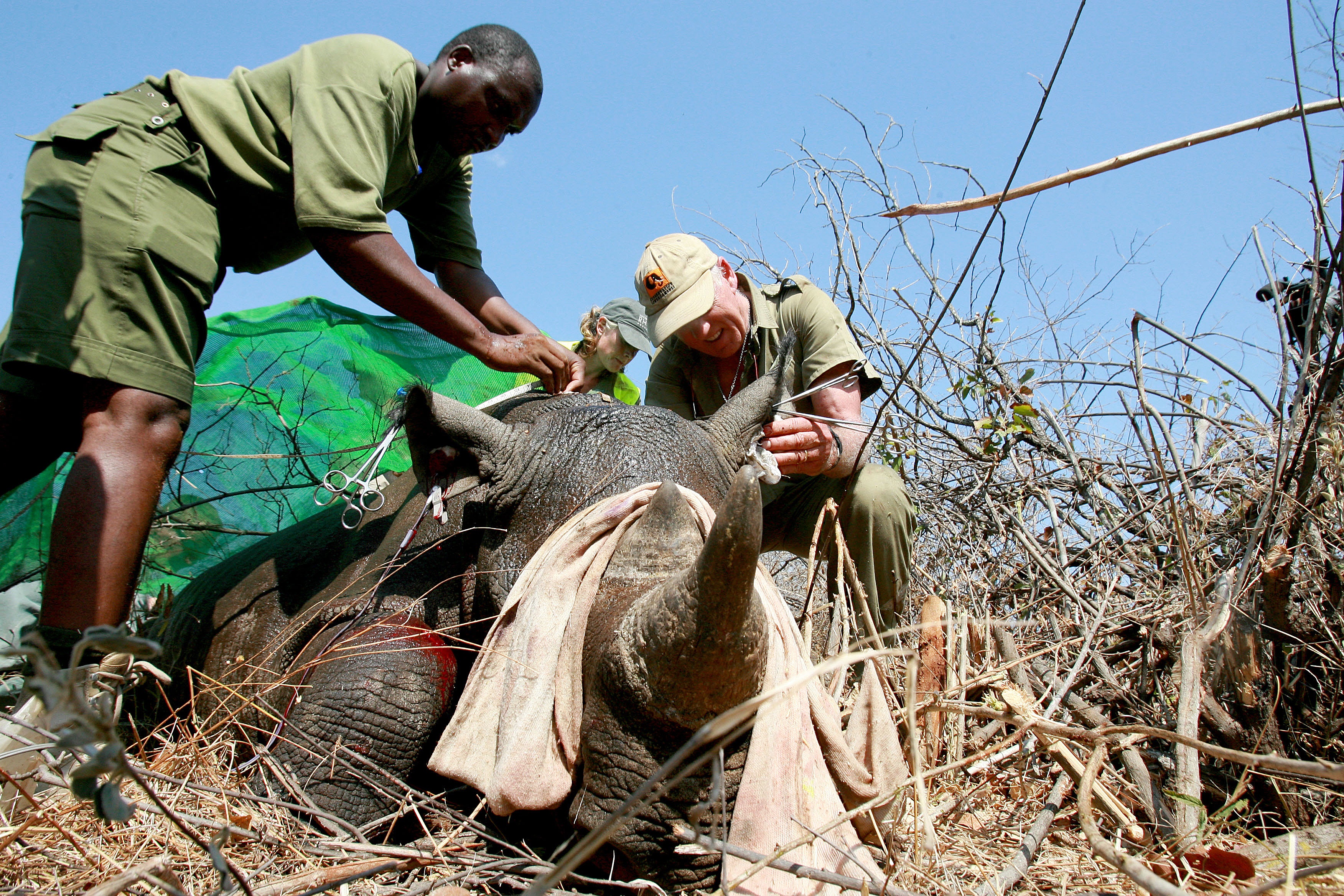 In this file photo from October 8, 2010, workers from the World Wildlife Fund (WWF) go through a process of de-horning  a rhino in Chipinge National Park in Zimbabwe. (DESMOND KWANDE—AFP/Getty Images)