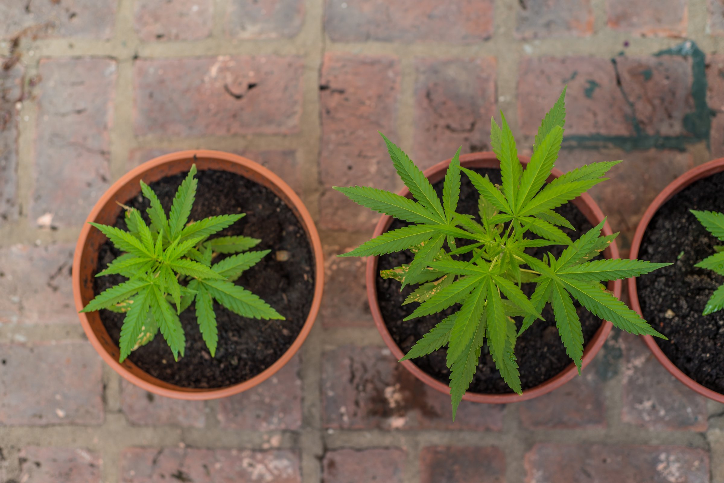 canada medical marijuana grow at home