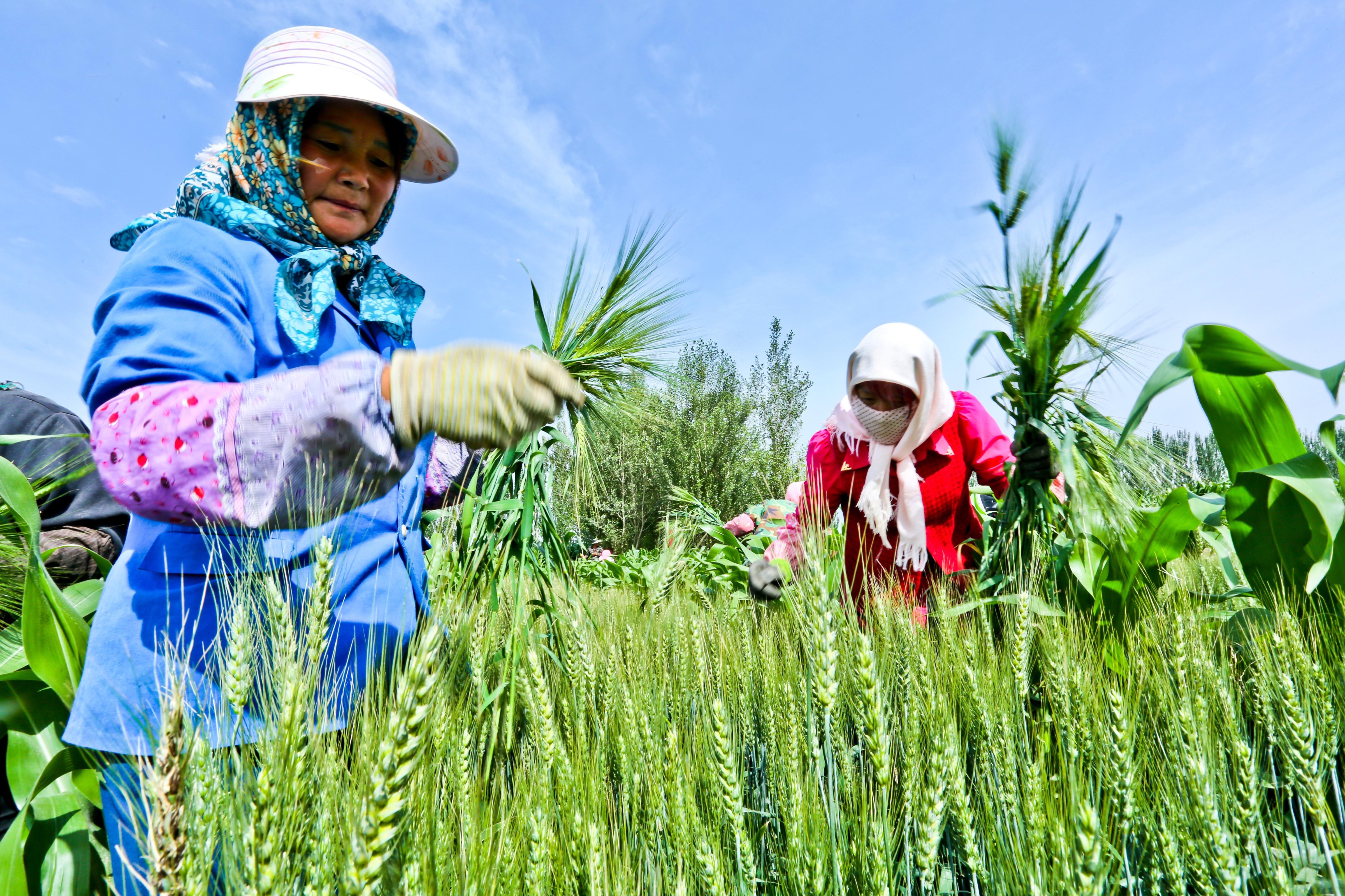 Villagers work on their farmlands in Ganzhou district of Zhangye City, northwest China's Gansu province, on June 22, 2015 (Xinhua News Agency/Getty Images)