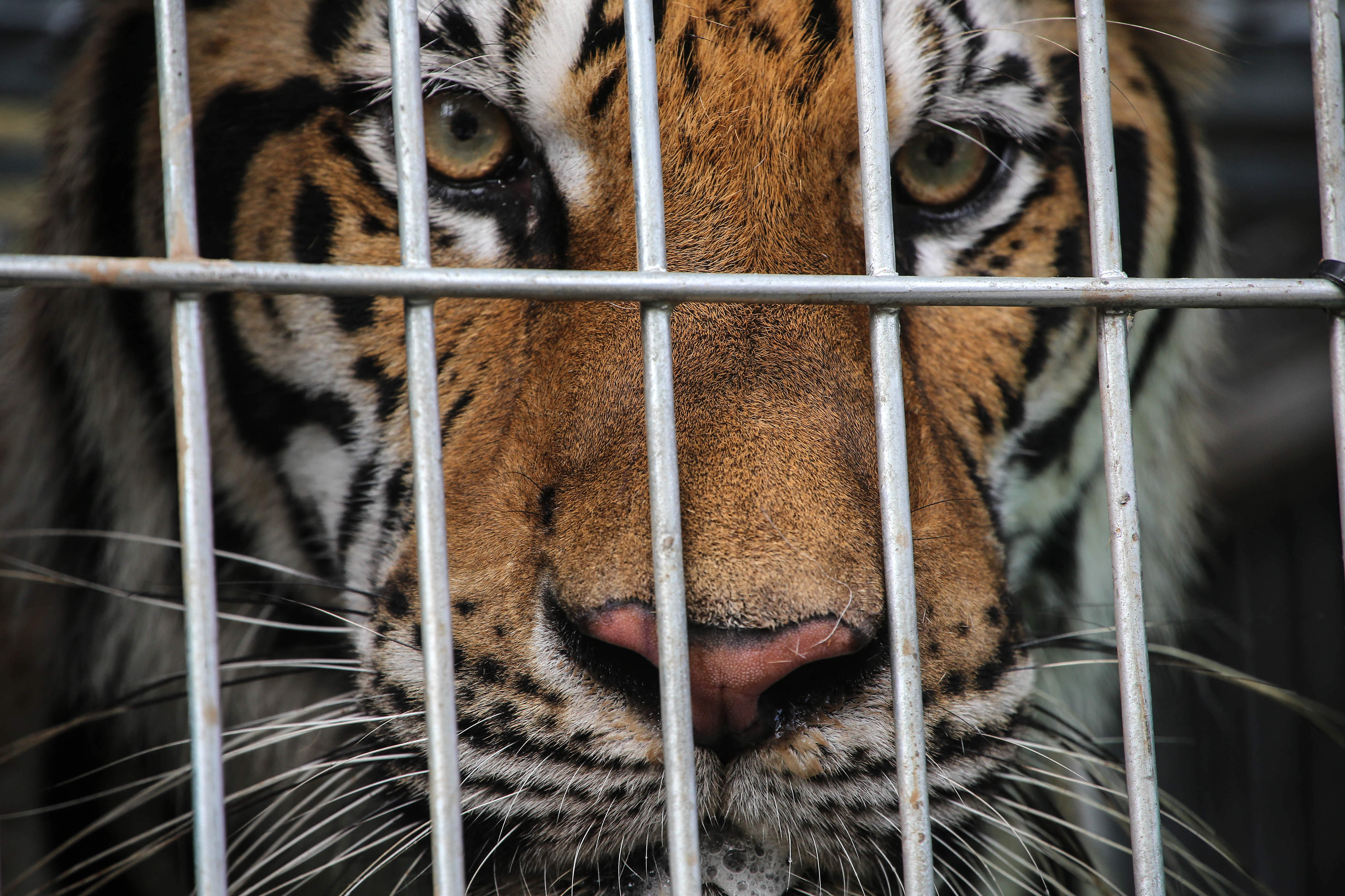A tiger peers through the bars of its cage at Wat Pha Luang Ta Bua Yanasampanno, or the Tiger Temple, on June 1, 2016, in Kanchanaburi province, Thailand. Wildlife authorities in Thailand raided the Buddhist temple following accusations the monks were illegally breeding and trafficking endangered animals (Dario Pignatelli—Getty Images)