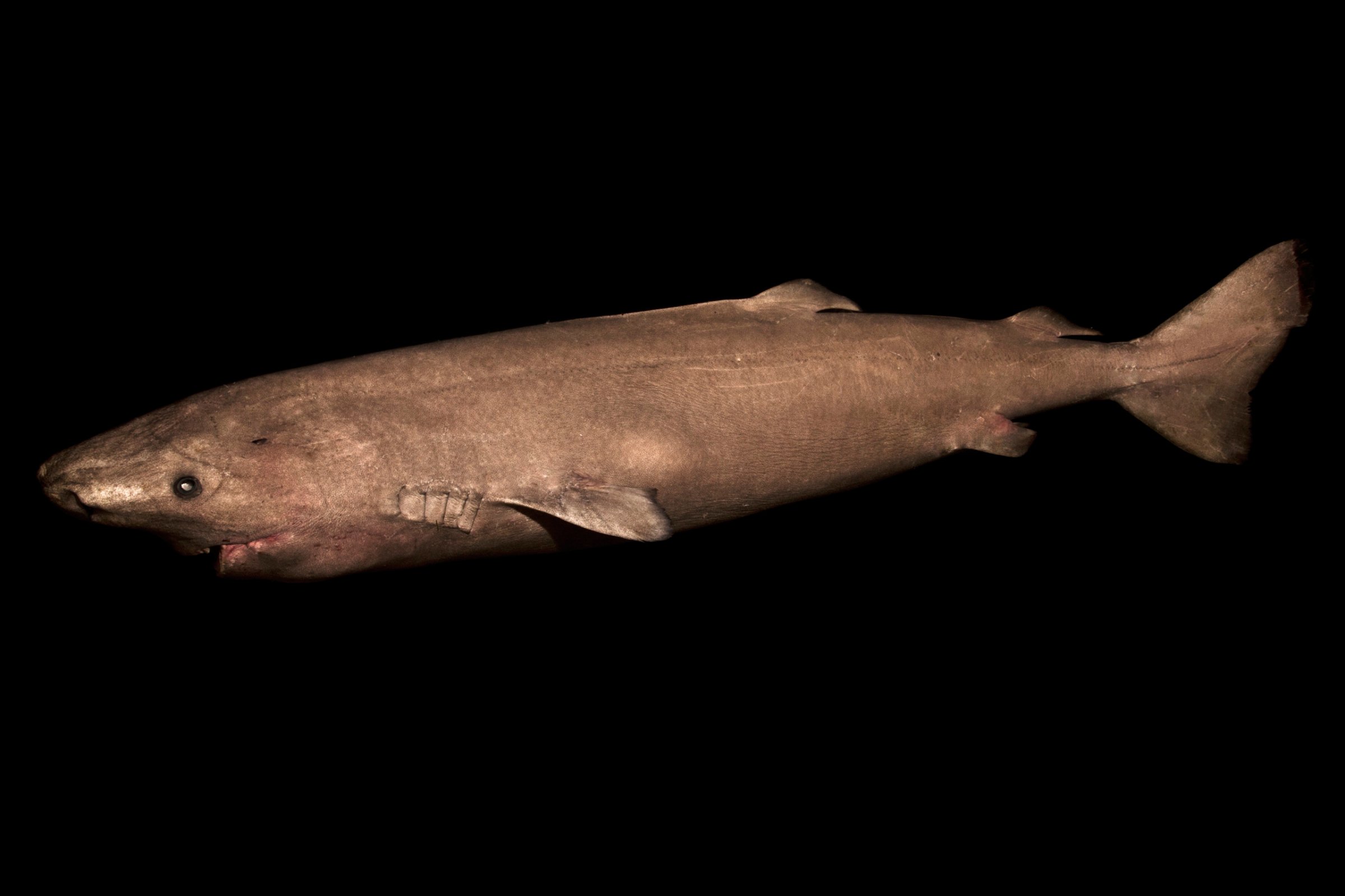 This undated photo made available by Julius Nielsen on Aug. 11, 2016 shows a two-meter-long Greenland shark female from southwestern Greenland. In a report released Thursday, Aug. 11, 2016, scientists calculate this species of shark is Earth’s oldest living animal with a backbone. They estimate that one of those they examined was born roughly 400 years ago, about the time of the Pilgrims in the U.S., and kept on swimming until it died only a couple years ago. (Julius Nielsen via AP)