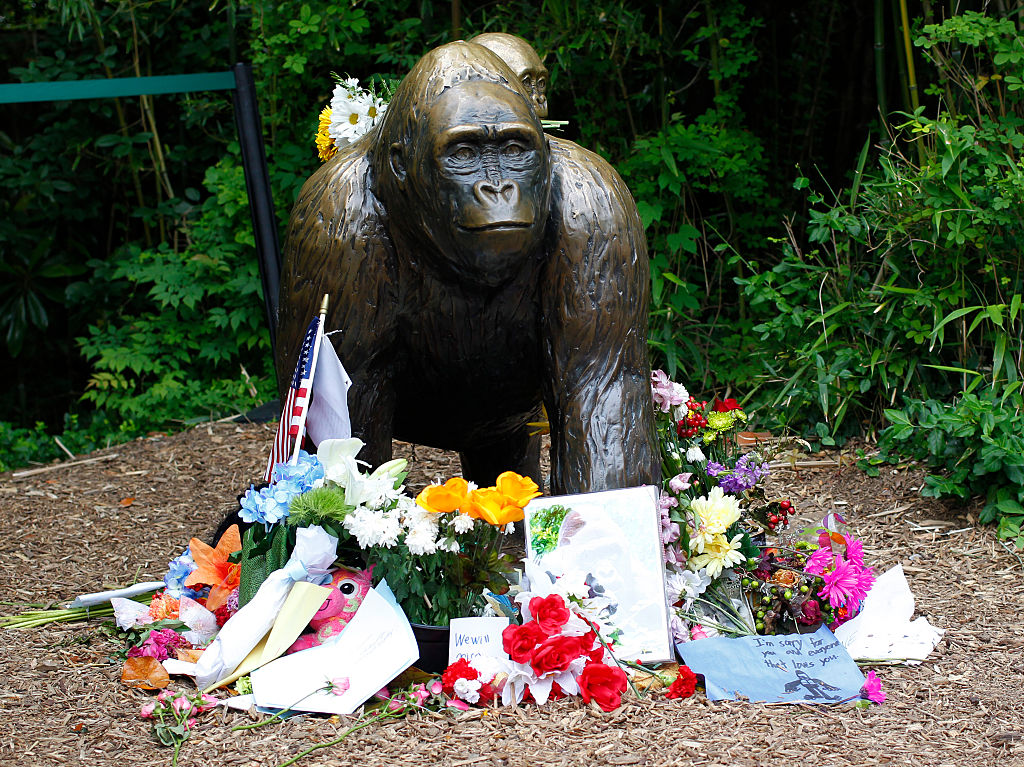 Flowers lay around a bronze statue of a gorilla and her baby outside the Cincinnati Zoo's Gorilla World exhibit days after a 3-year-old boy fell into the moat and officials were forced to kill Harambe, a 17-year-old Western lowland silverback gorilla June 2, 2016 in Cincinnati, Ohio. The exhibit is still closed as zoo officials work to upgrade safety features of the exhibit.
