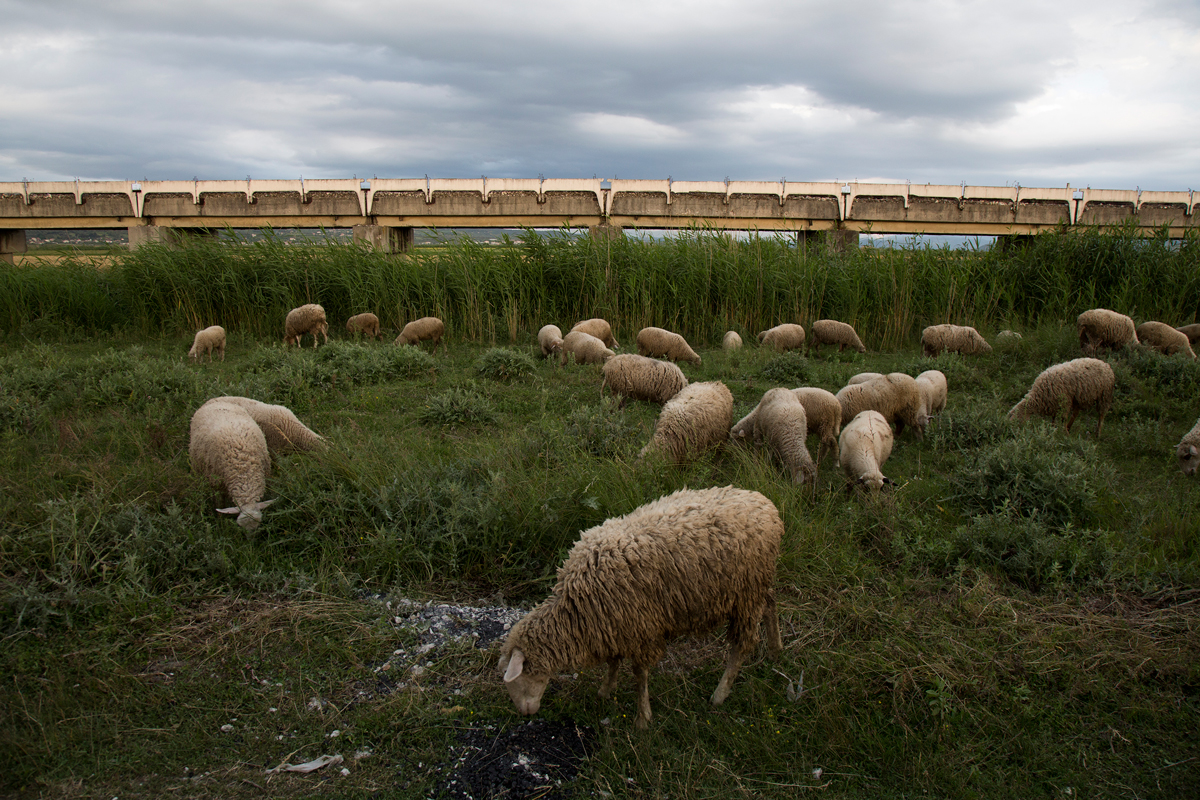 Sheep feed in the delta of the Vjosa River, where it flows into Adriatic Sea. The area is rich farmland, fed with minerals and sediment from the free flowing Vjosa River. The area has mostly been drained and the Vjosa is used for irrigation, built during the Communist era. (John Wendle)